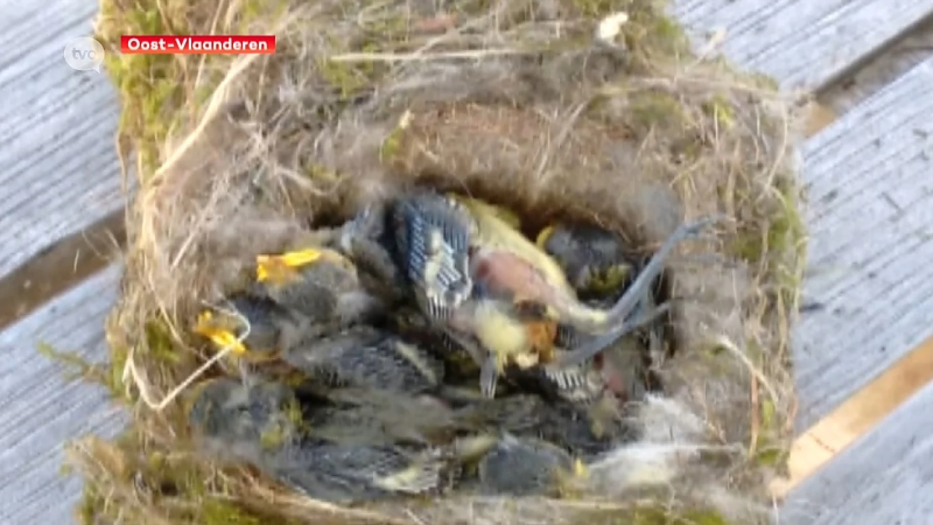 36 verschillende pesticiden in dode mezen