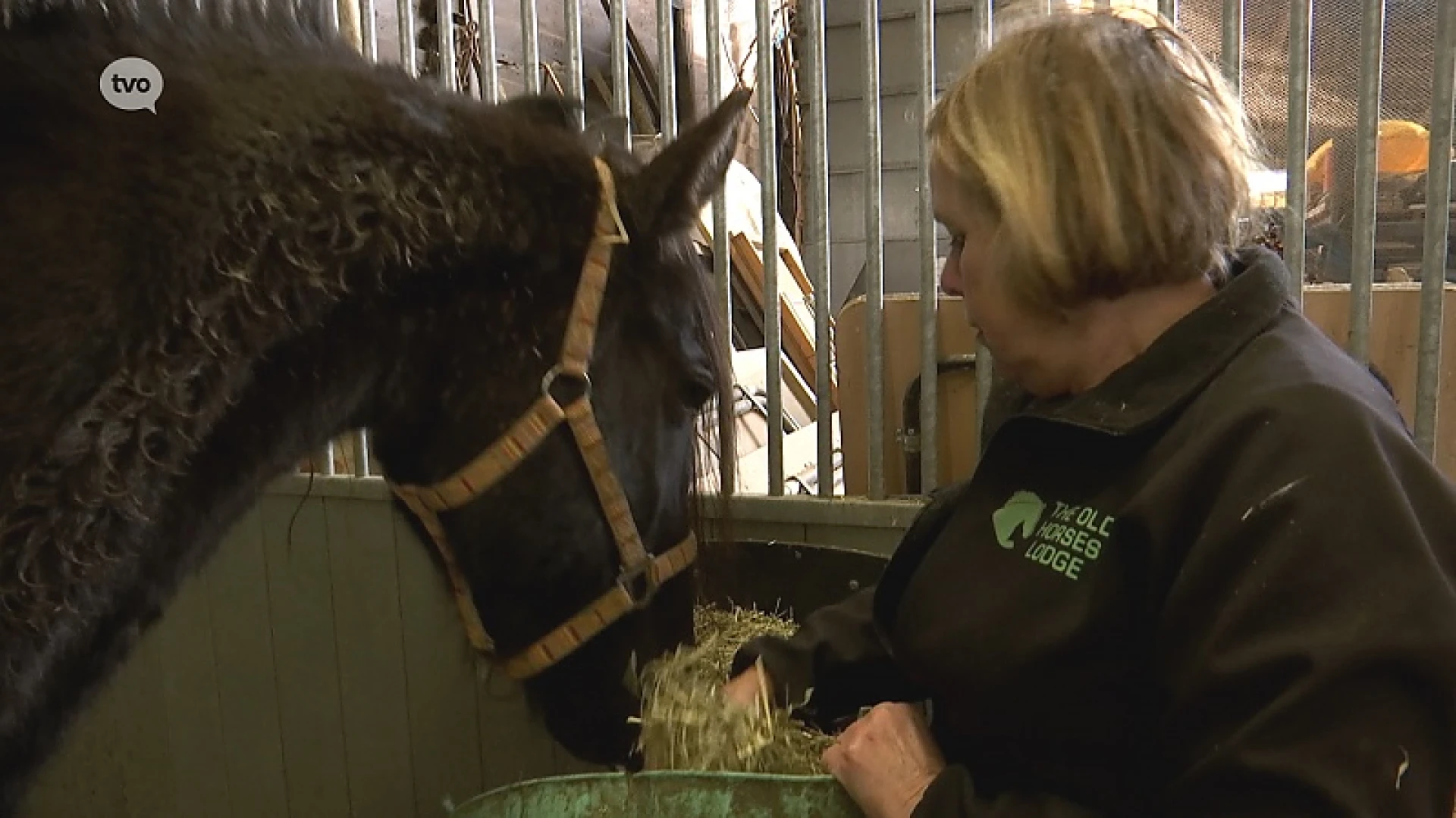 Zwaar verwaarloosde paarden uit Brugge opgevangen in Laarne