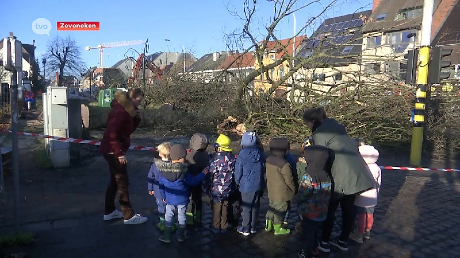 7 oude eiken in Zeveneken nu toch gerooid, gemeente plant nieuwe