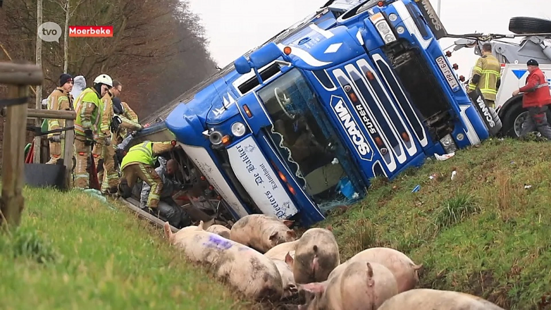 Verkeershinder op E34 nadat vrachtwagen met varkens in de gracht rijdt