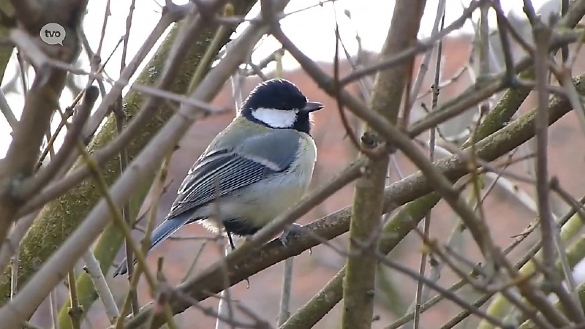 Hoofdafbeelding voor artikel Na het Grote Vogelweekend:…