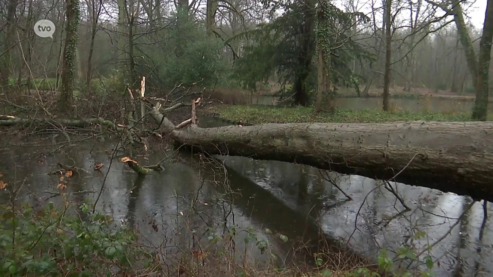Hoofdafbeelding voor artikel Ontwortelde boom zorgt voor…