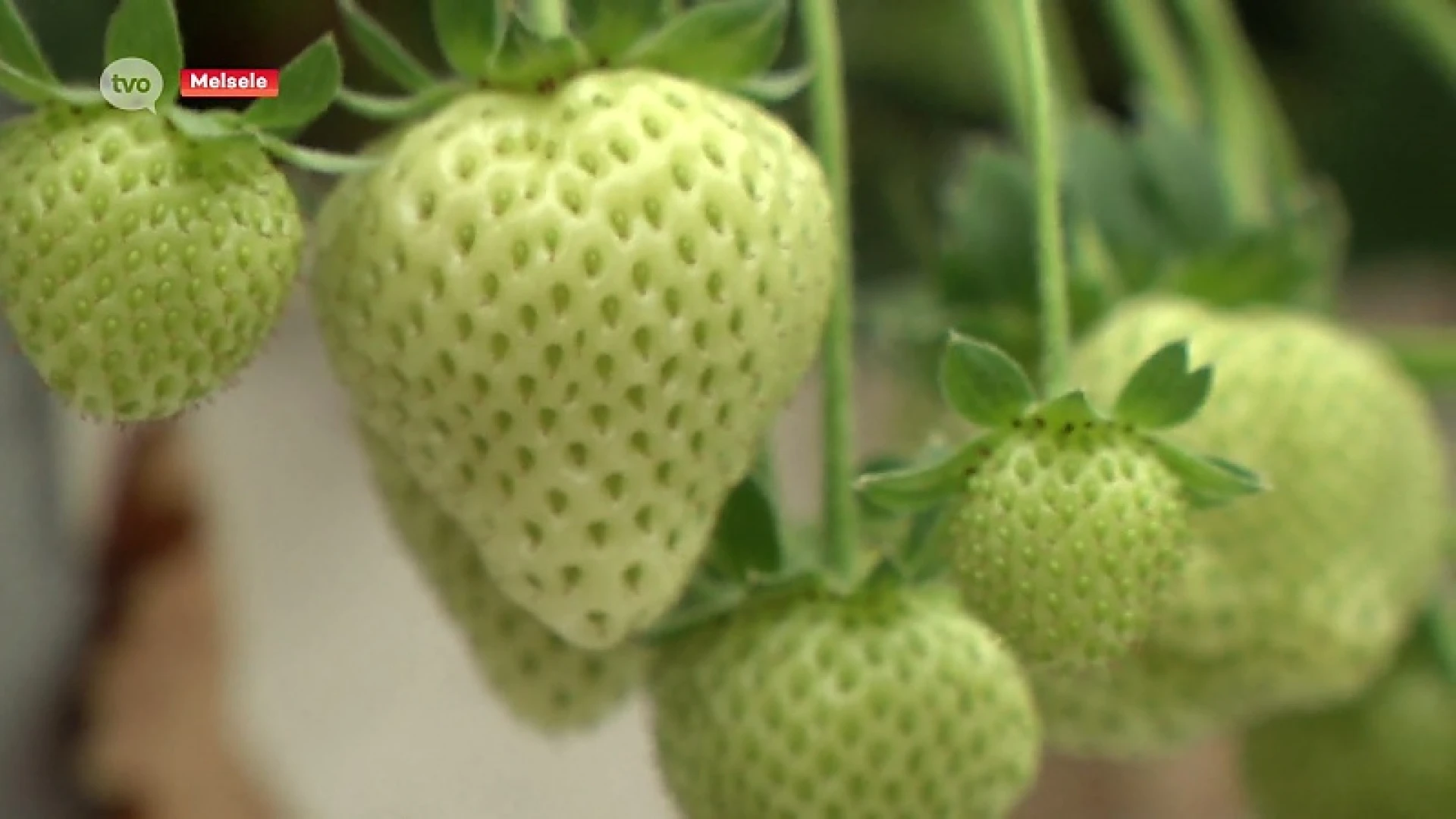 Eerste aardbeien uit Melsele lopen vertraging op door slecht weer