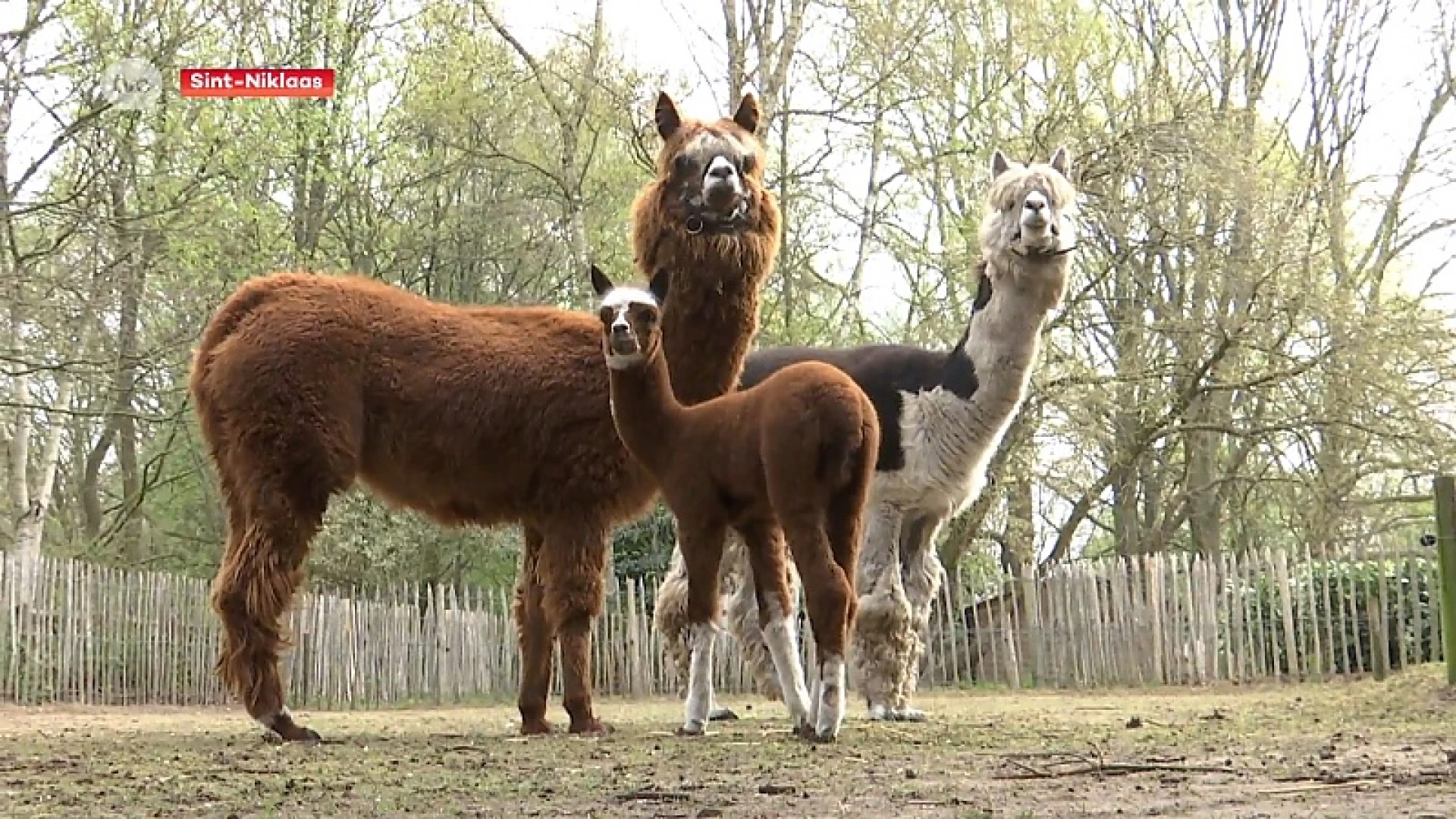 Geitjes, alpaca en wallaby's: babyboom in De Ster!