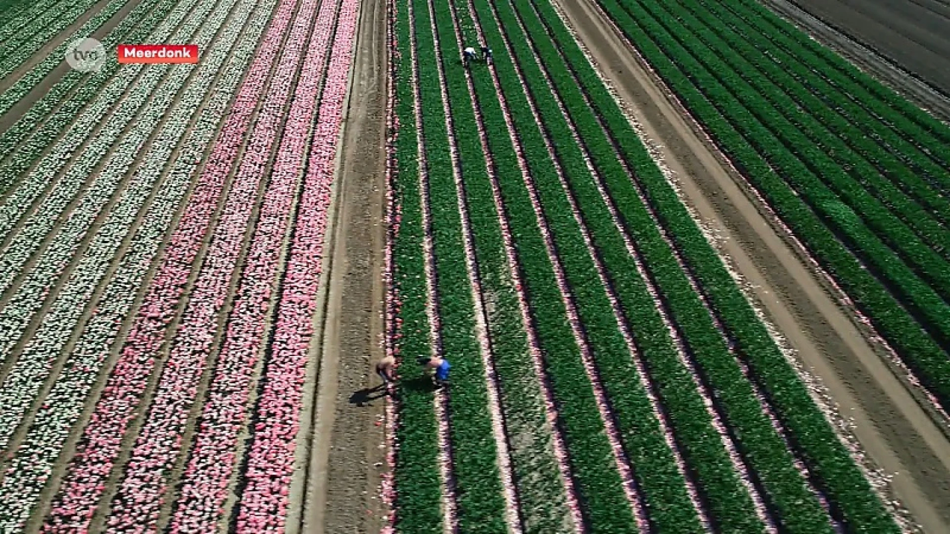 Corona of niet, de tulpenvelden in Meerdonk staan weer prachtig in bloei