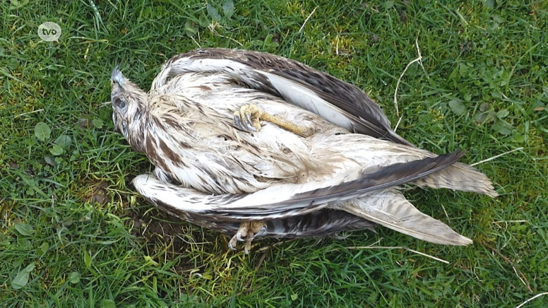 Buizerds in Sint-Gillis-Waas vergiftigd met Temik