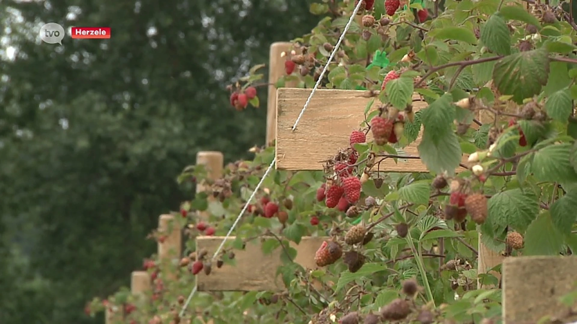 Jong koppel start nieuwe duurzame fruitboerderij in Herzele