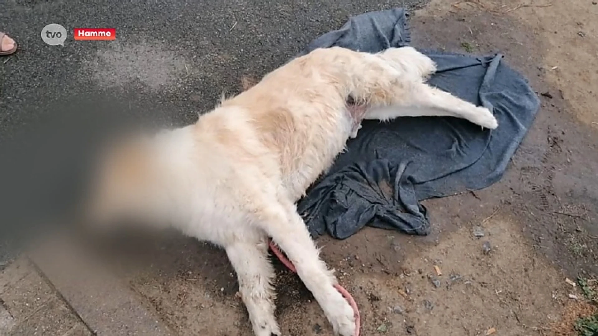 Opnieuw honden vergiftigd langs jaagpaden in Hamme