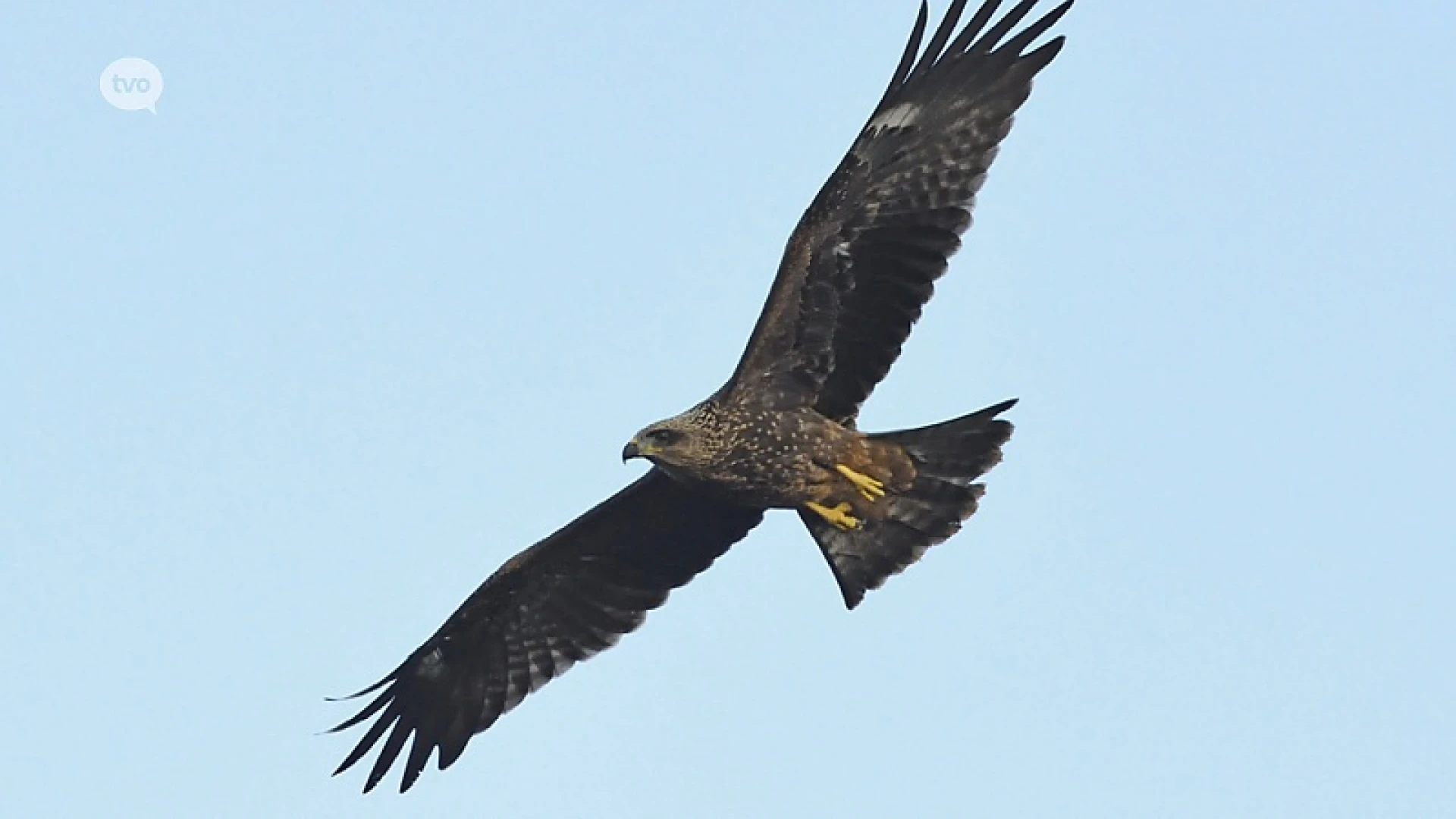 Uitzonderlijk: Uit de kluiten gewassen roofvogel broedt aan Donkmeer