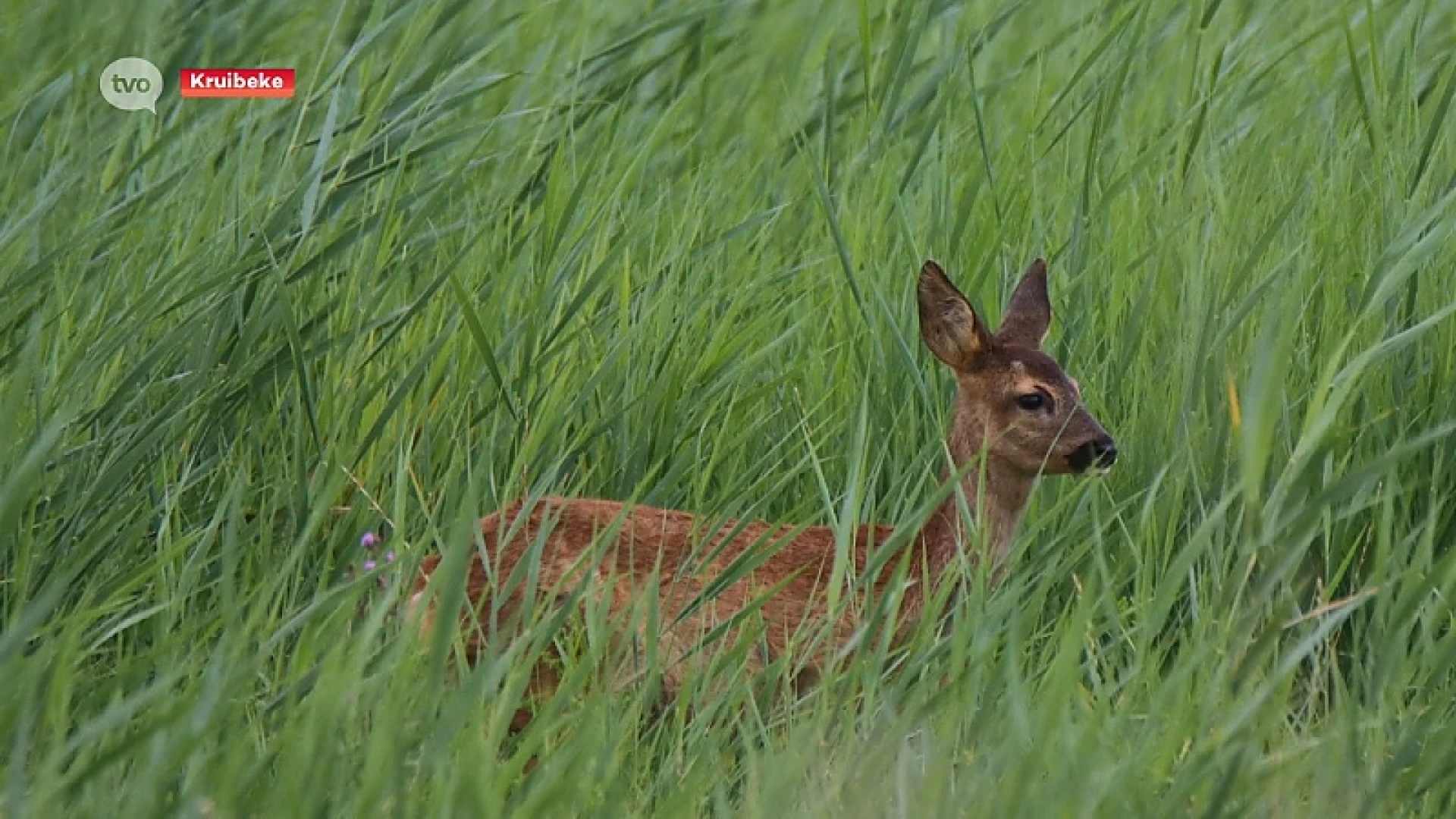 Jagers aan het werk in Kruibeekse Polders?