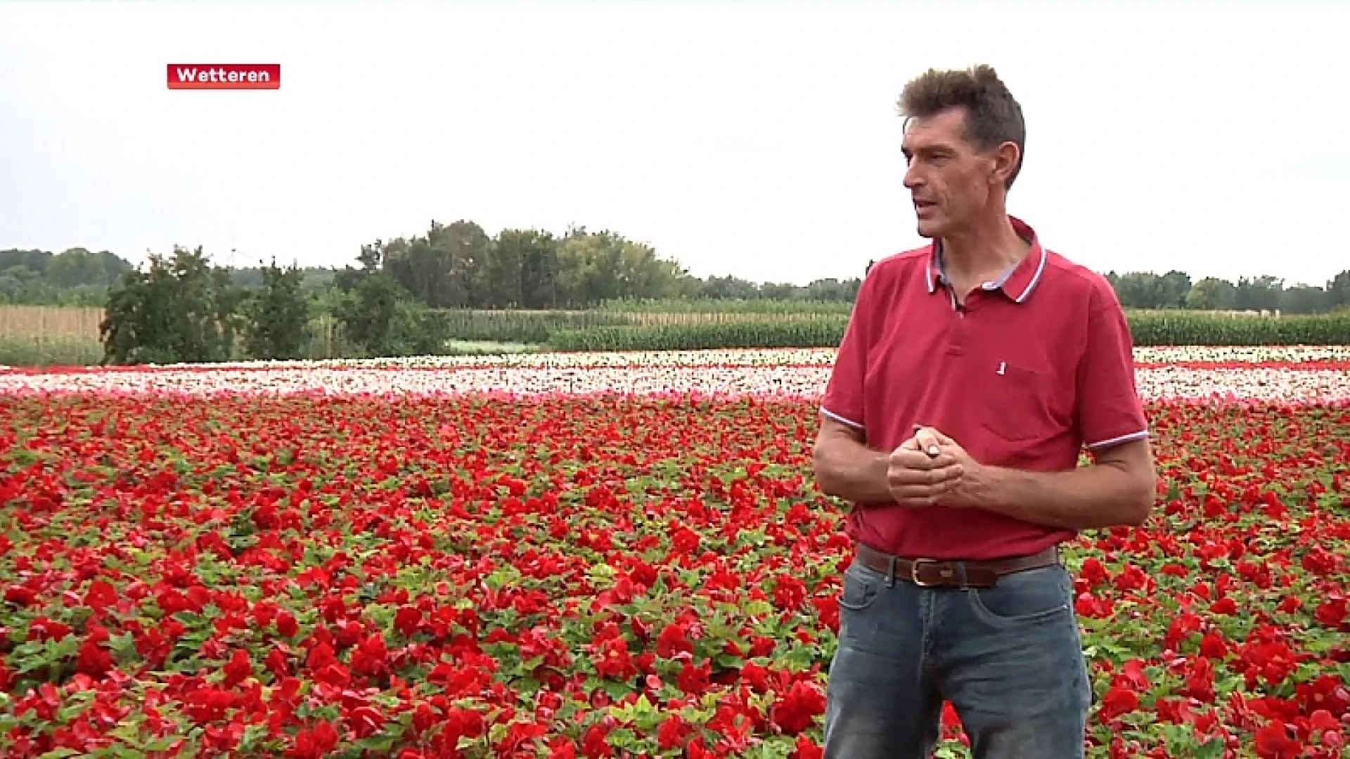 Befaamde begonia's in Laarne en Wetteren staan volop in bloei