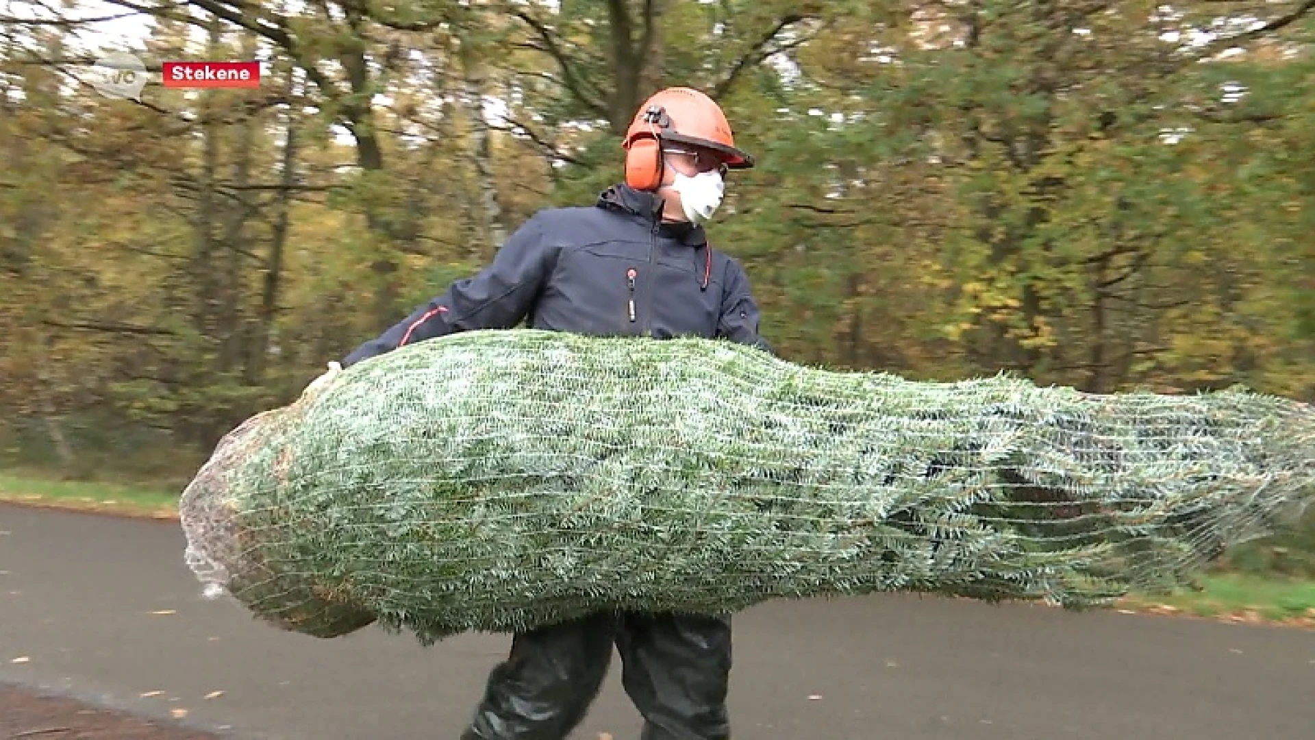 Stekens tuinbouwbedrijf nu al begonnen met kerstboomverkoop