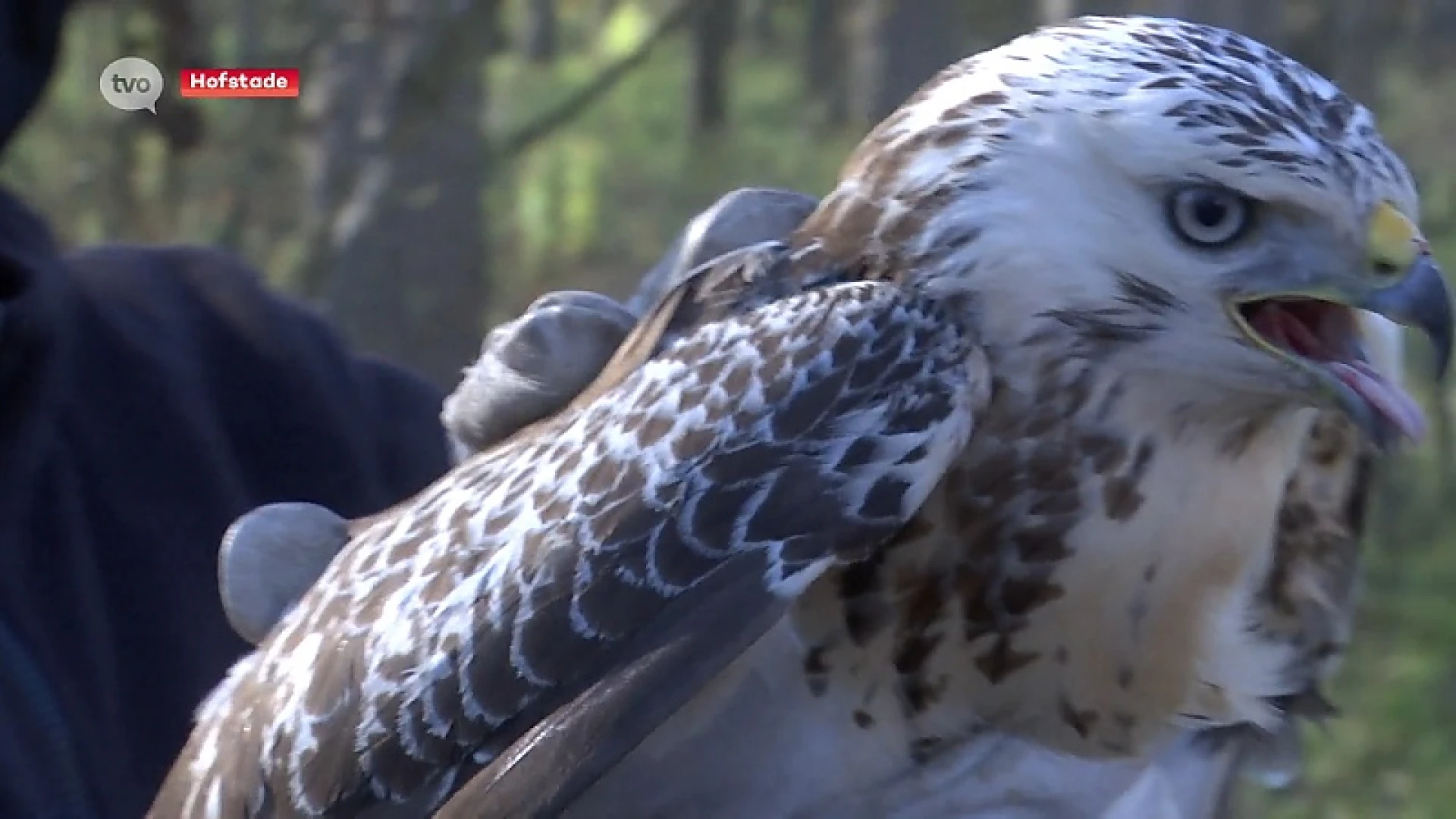Buizerd opnieuw vrij, maar vogelopvangcentrum in de problemen
