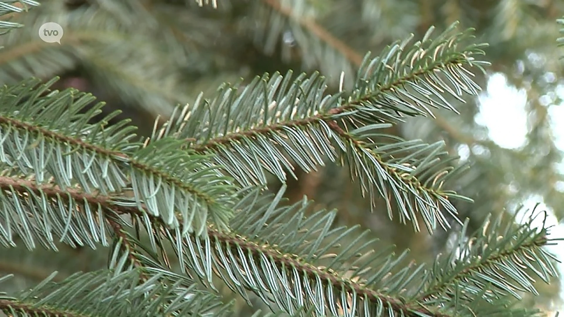 13 meter grote zilverspar brengt kerstsfeer naar Aalst