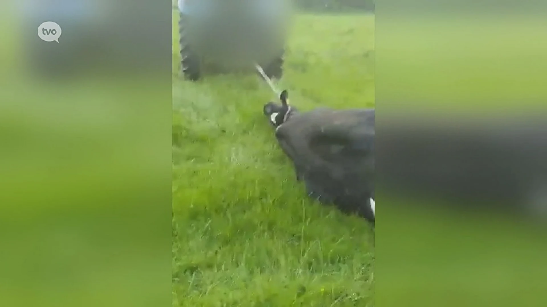 Boer uit Appelterre moet zich verantwoorden voor mishandeling van dieren