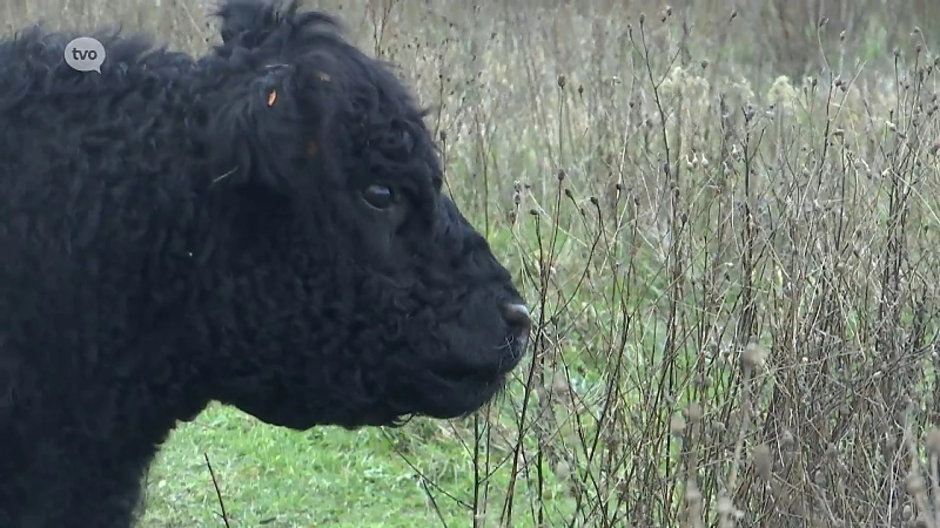 Het Buggenhoutbos heeft er een nieuwe trekpleister bij: twee nieuwe galloways