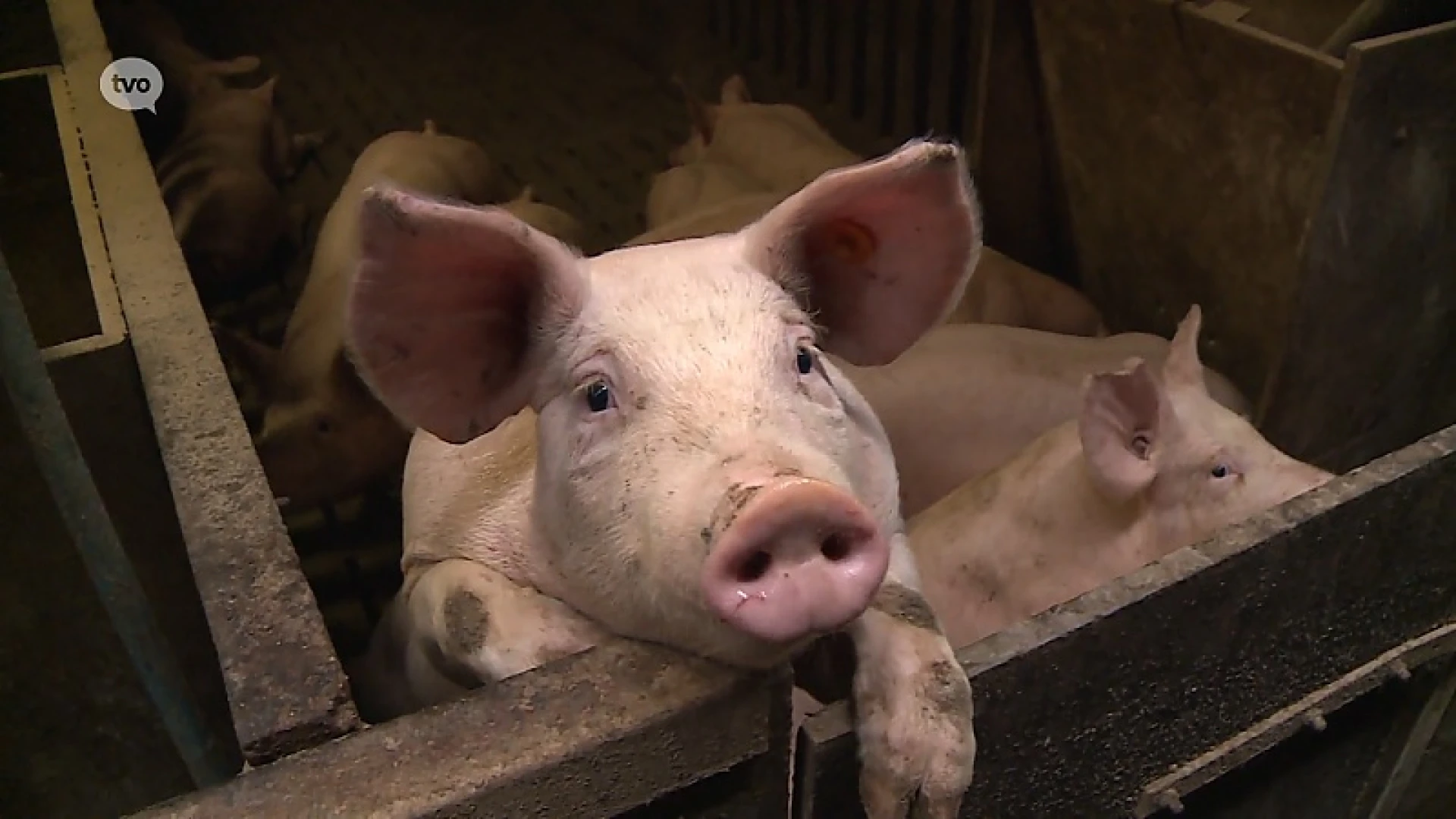 Vlaamse varkenshouders trekken aan de alarmbel en vragen steun van de overeid