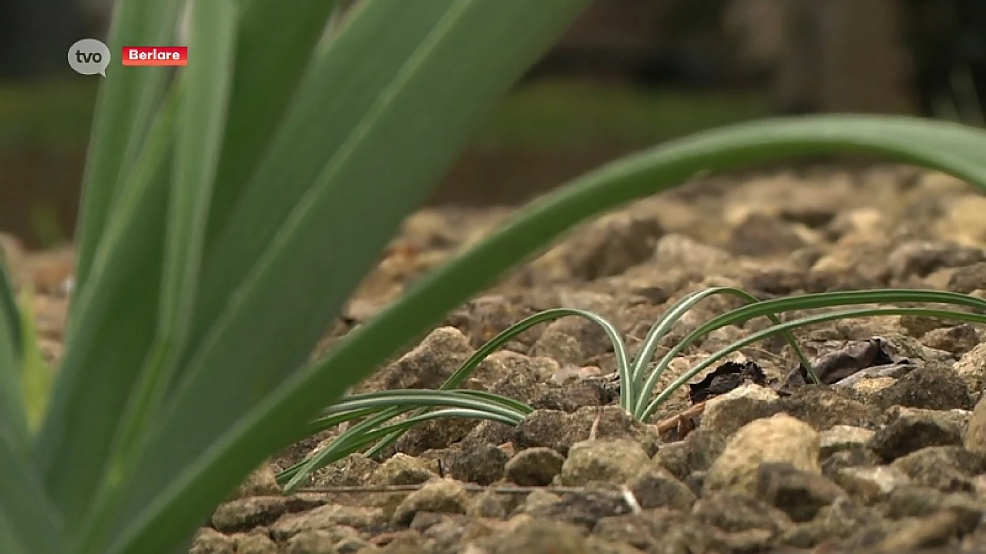 Tuincoach pakt Oost-Vlaamse voortuinen aan in de strijd tegen klimaatverandering