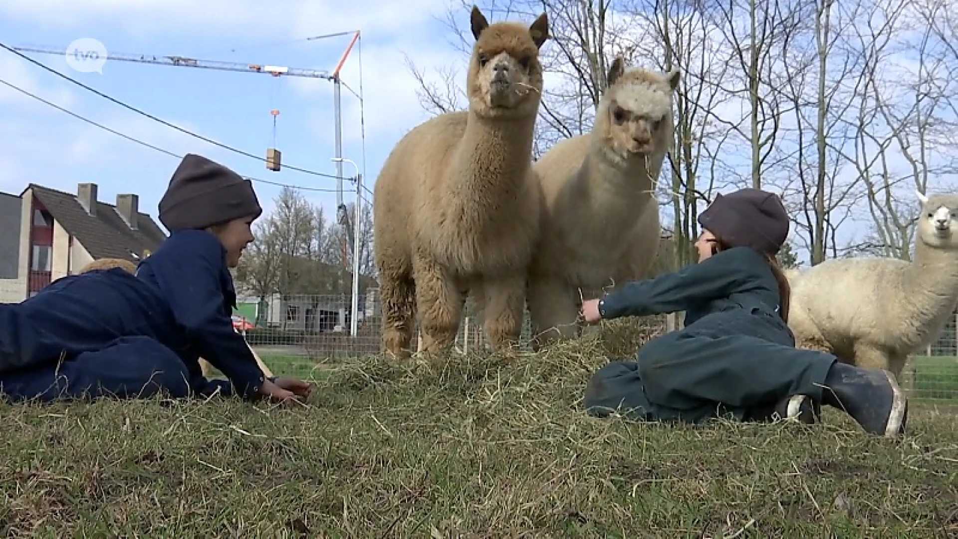 Zusjes uit Tielrode hebben met hun bedrijfje Alpacaca gat in de markt gevonden