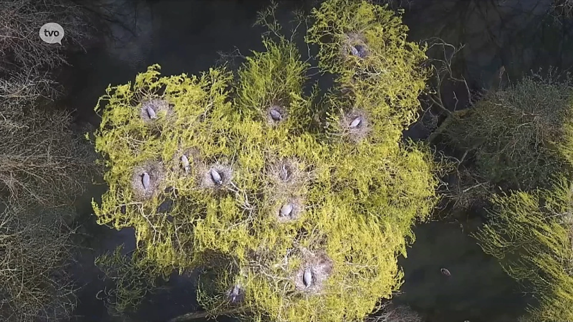 Unieke kijk op grote broedende reigerkolonie hoog boven de grond in Mespelare