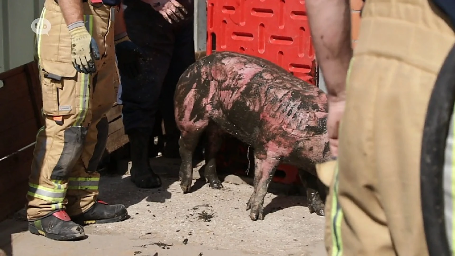 Varkens zakken door eigen stalvloer in Melsele