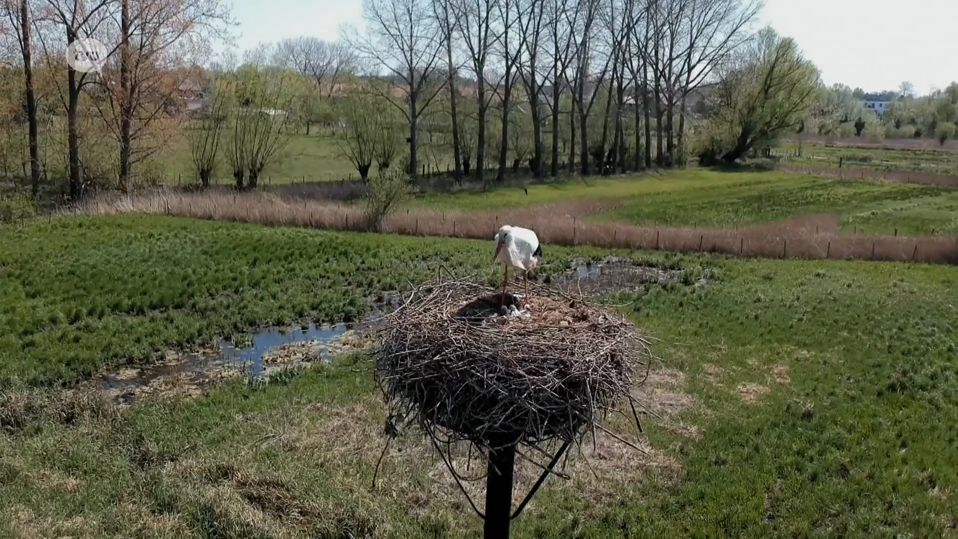 Moh, zo schattig. Drie ooievaarkuikentjes geboren in Lokeren