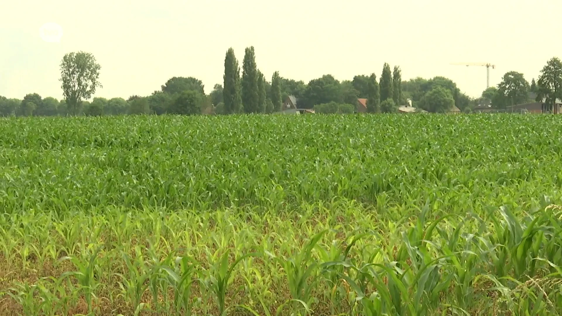 300.000 euro voor stadsbos Sint-Niklaas