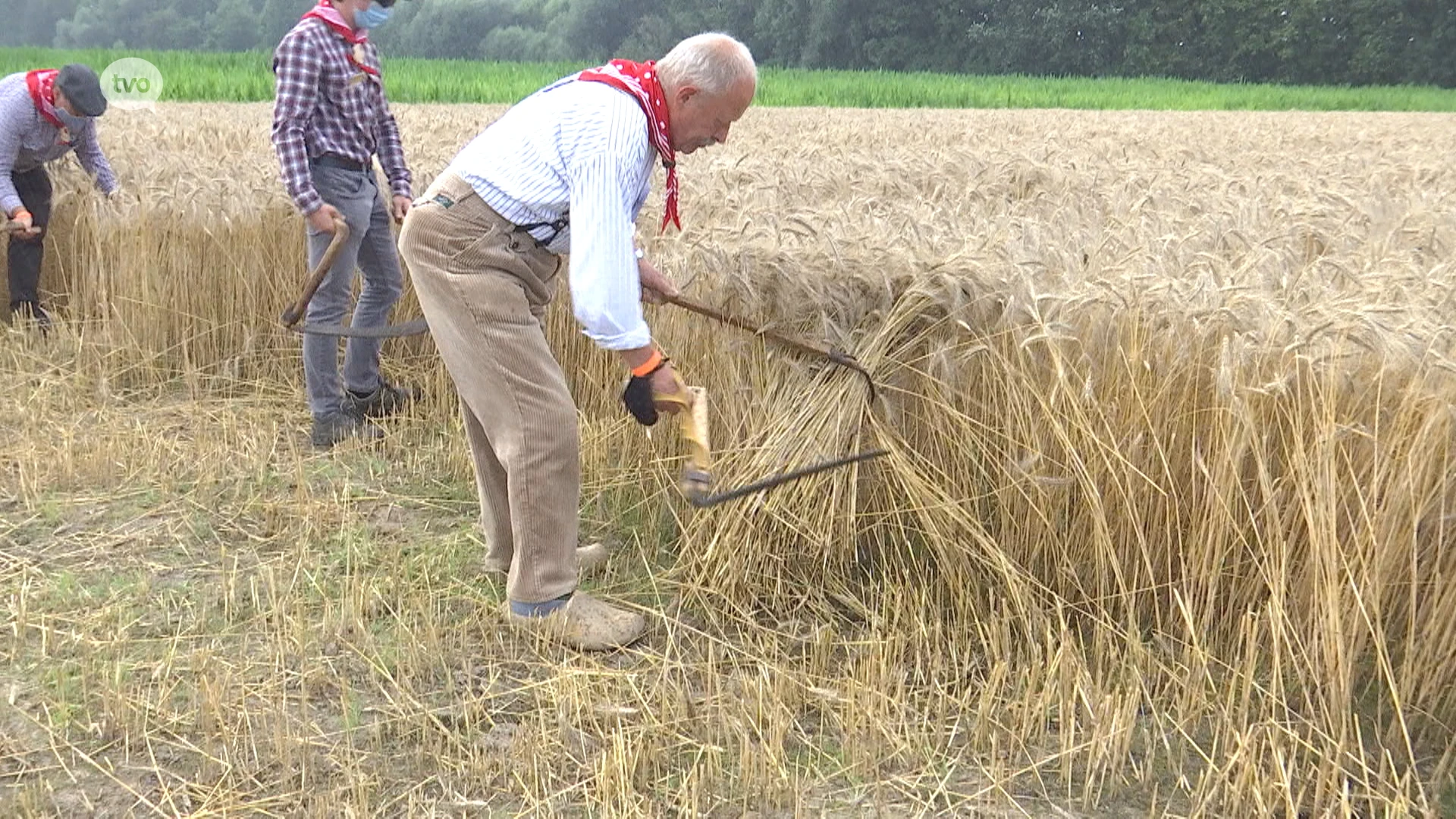 Oogstfeest 'de Pikkeling' herleeft in Baardegem