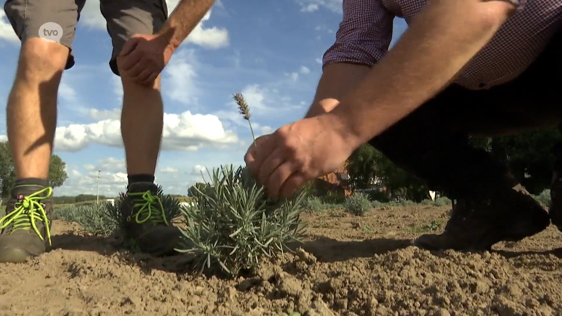 Wase ondernemers zoeken velden om massaal lavendel aan te planten