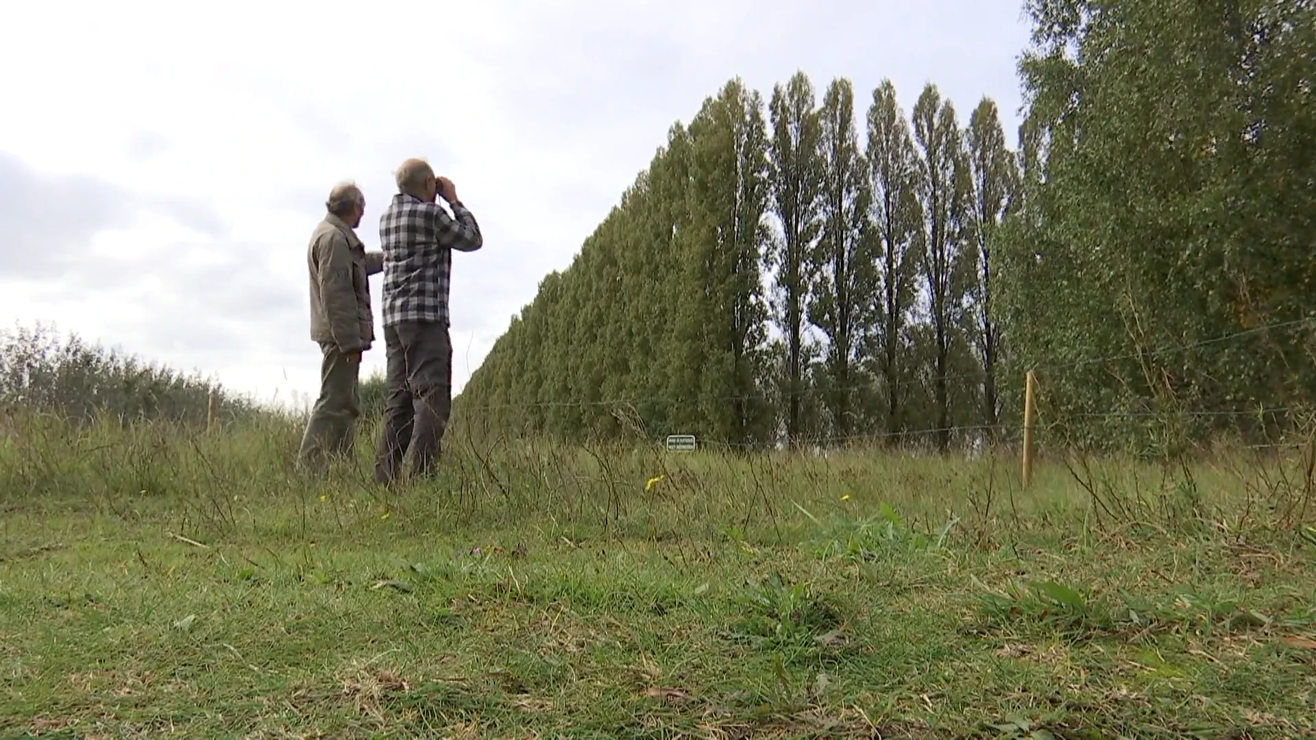 Oosterweel: Natuurpunt Waasland wil niet dat bomen langs E34 moeten wijken voor buffer