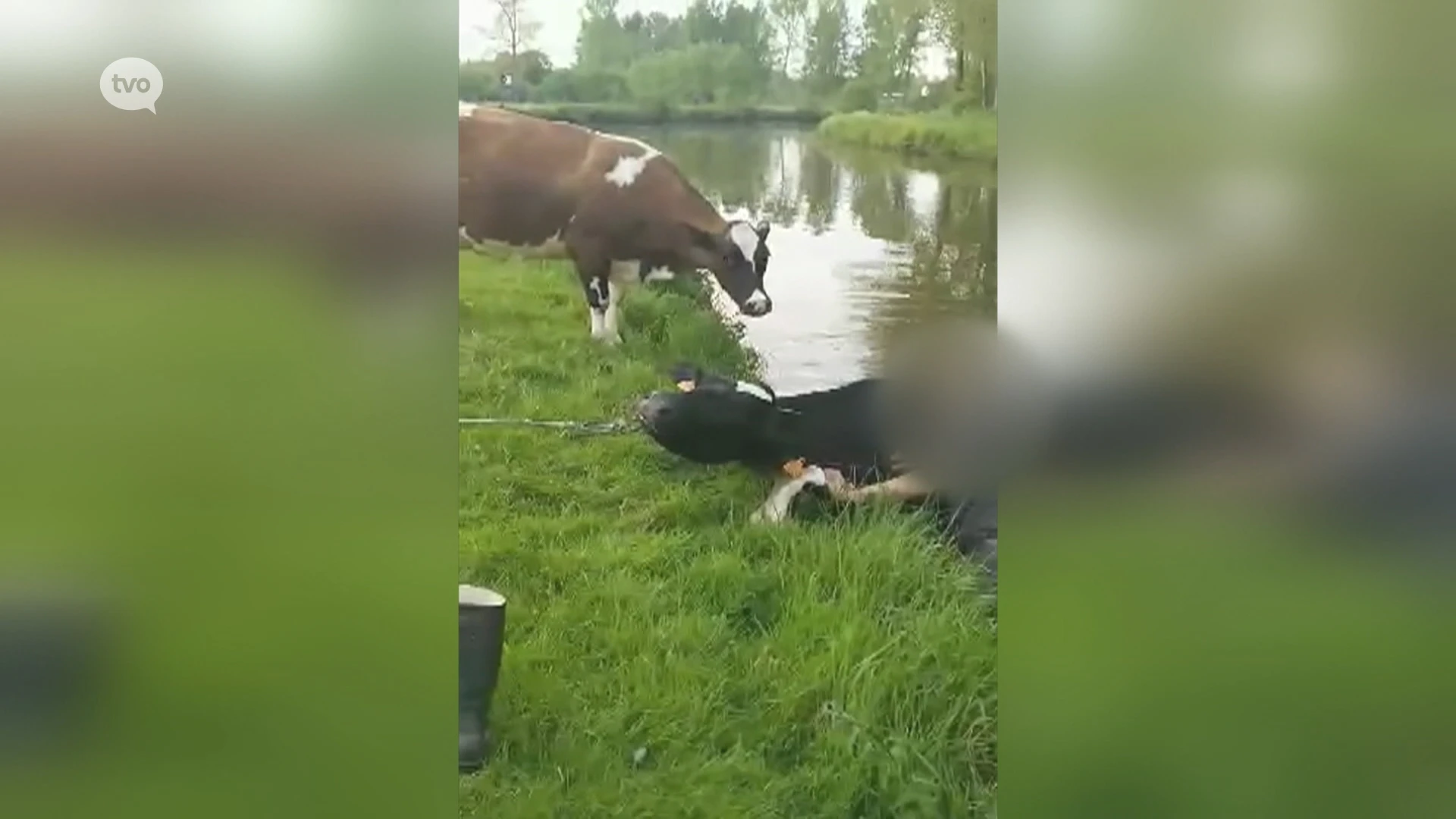 Ninove: Boer beschuldigd van dierenmishandeling riskeert zware straf