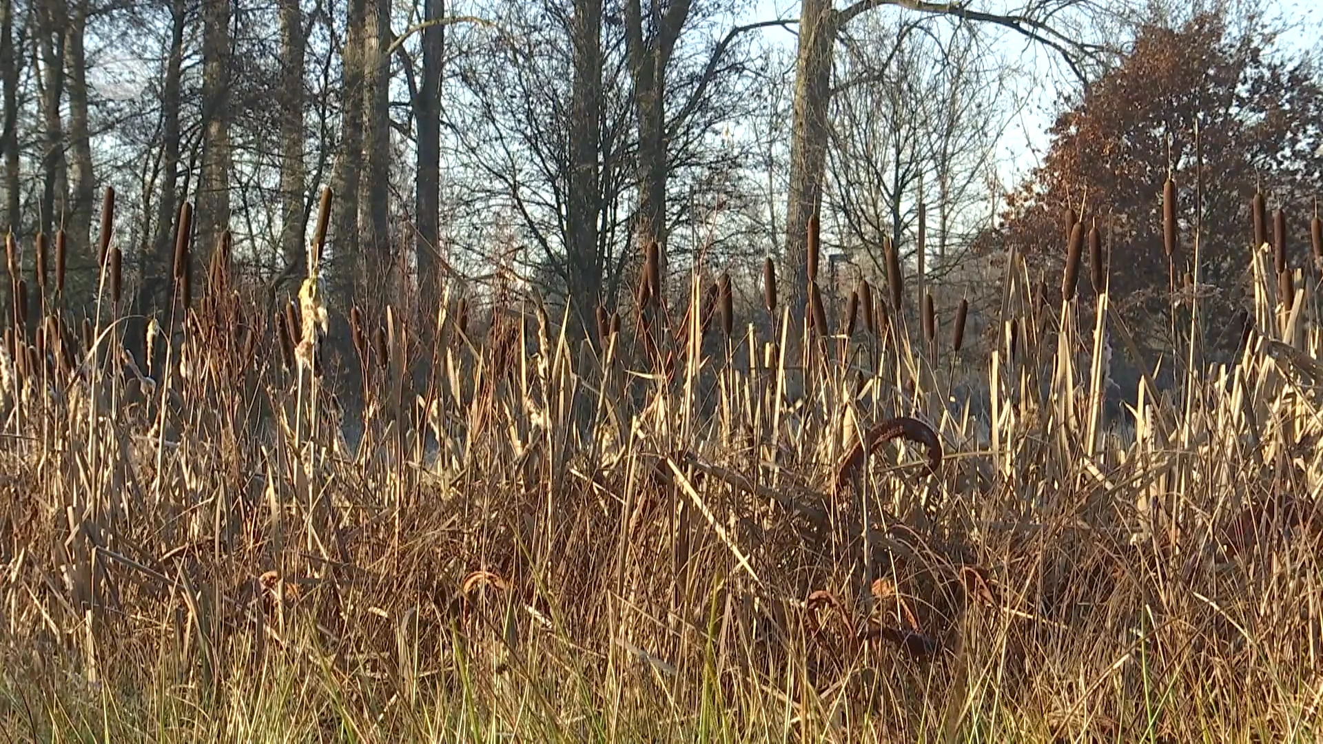 Oost-Vlaamse natuur breidt uit met 50 hectare dankzij inspanningen provinciebestuur