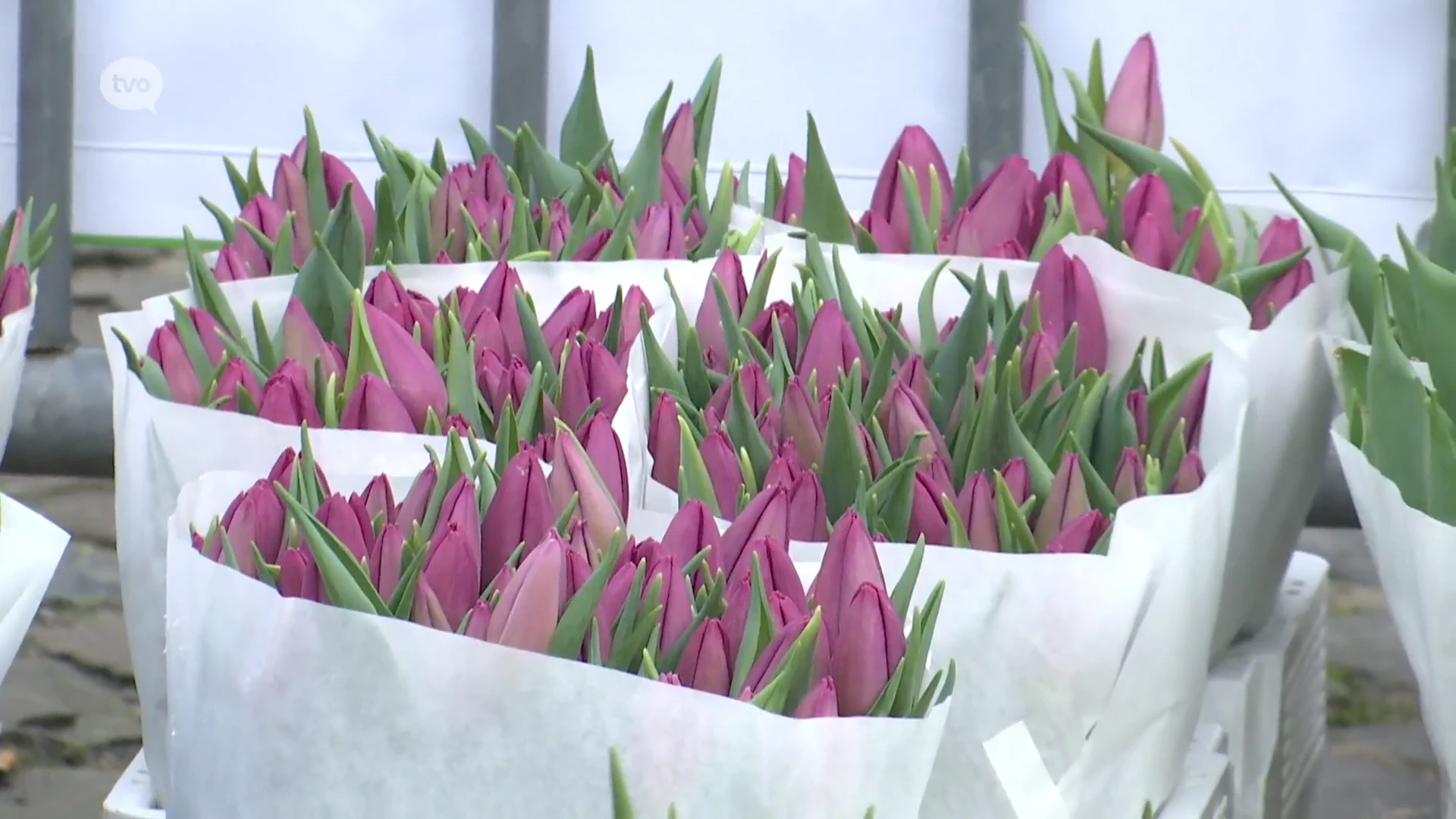 Honderden gratis boeketjes tulpen luiden start in van snijbloemenseizoen