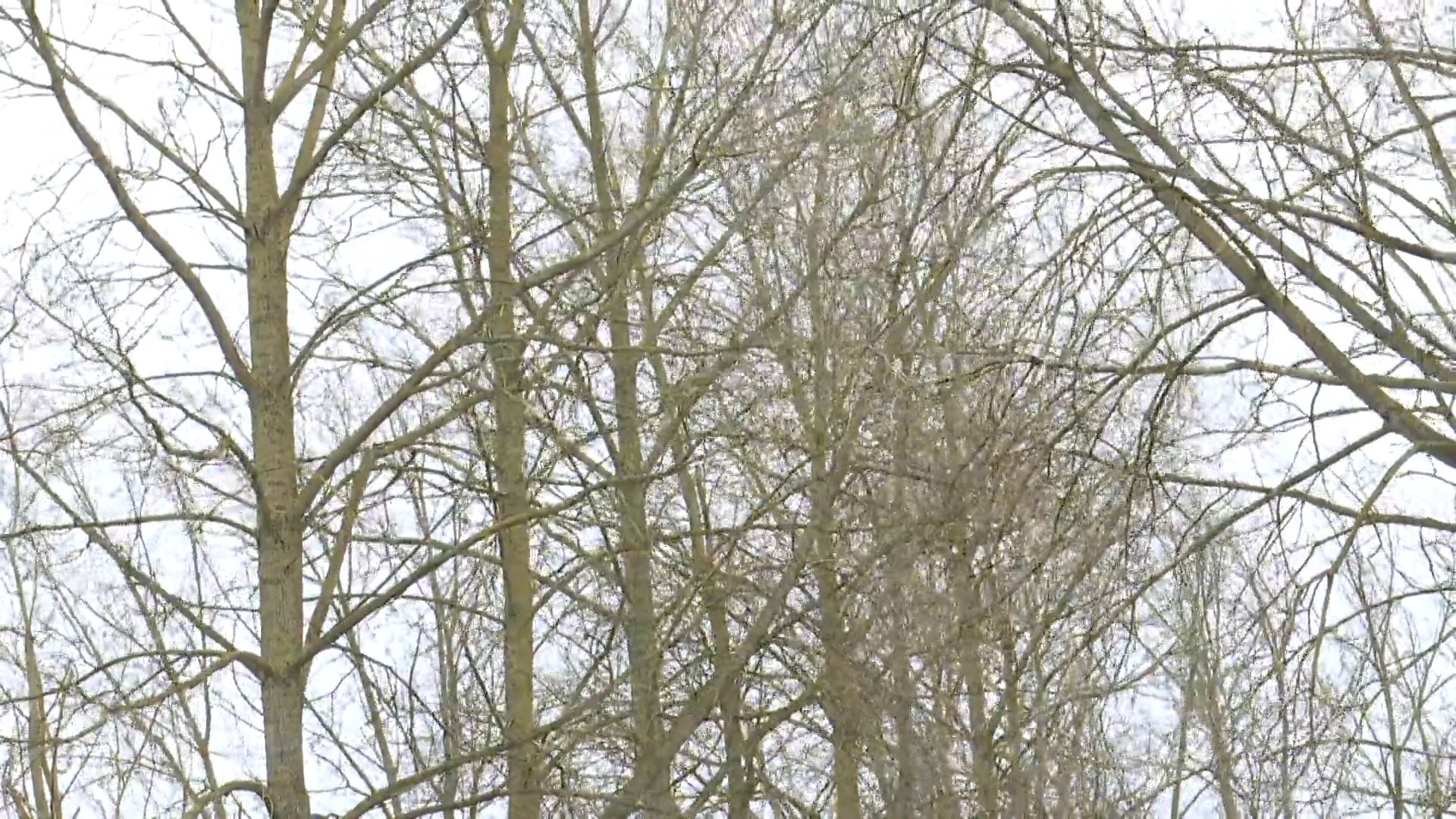 Storm Corrie in aantocht: parken en bossen in Geraardsbergen afgesloten