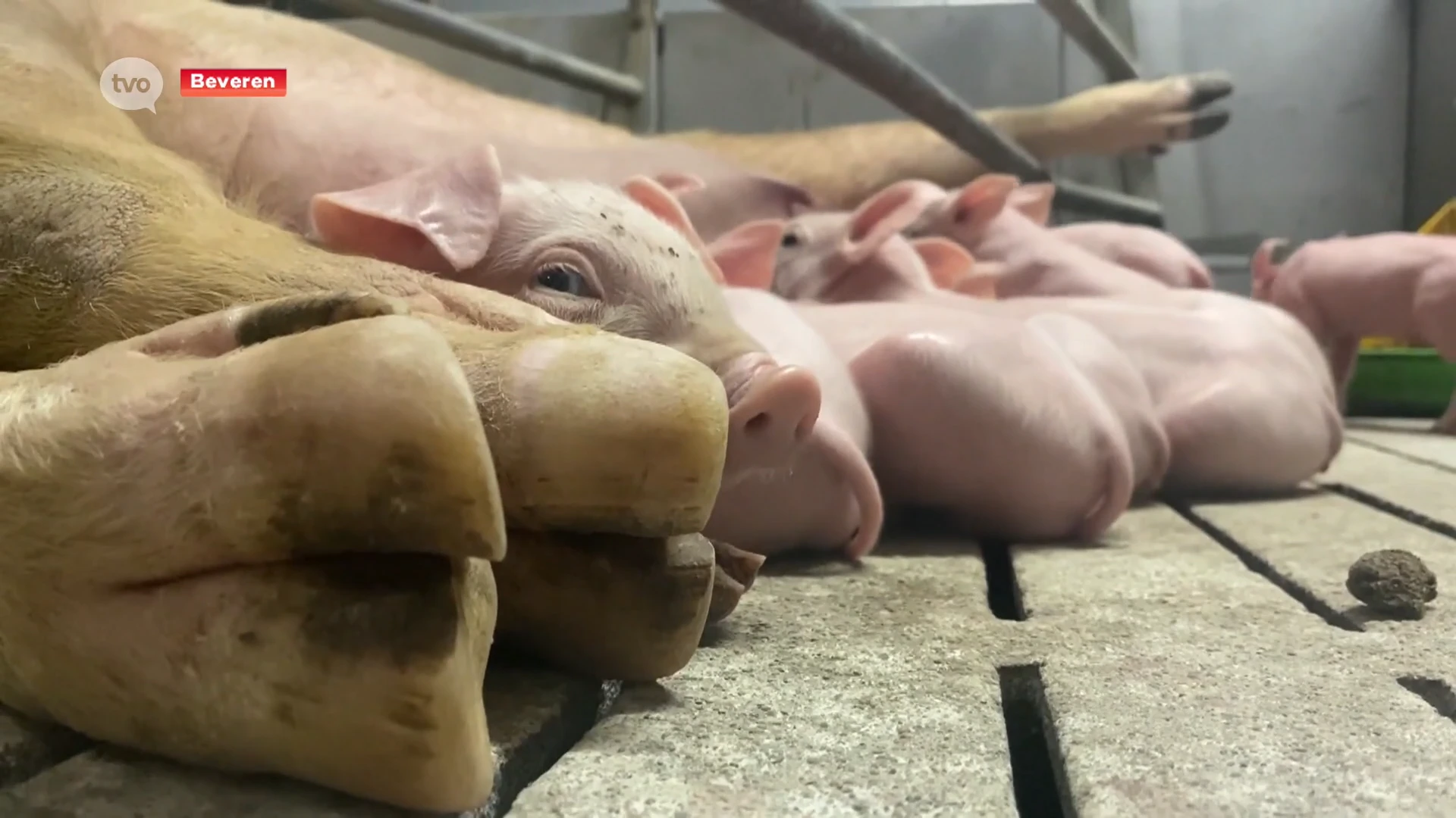 Vooral jonge boeren vrezen voor hun toekomst door nieuwe stikstofakkoord