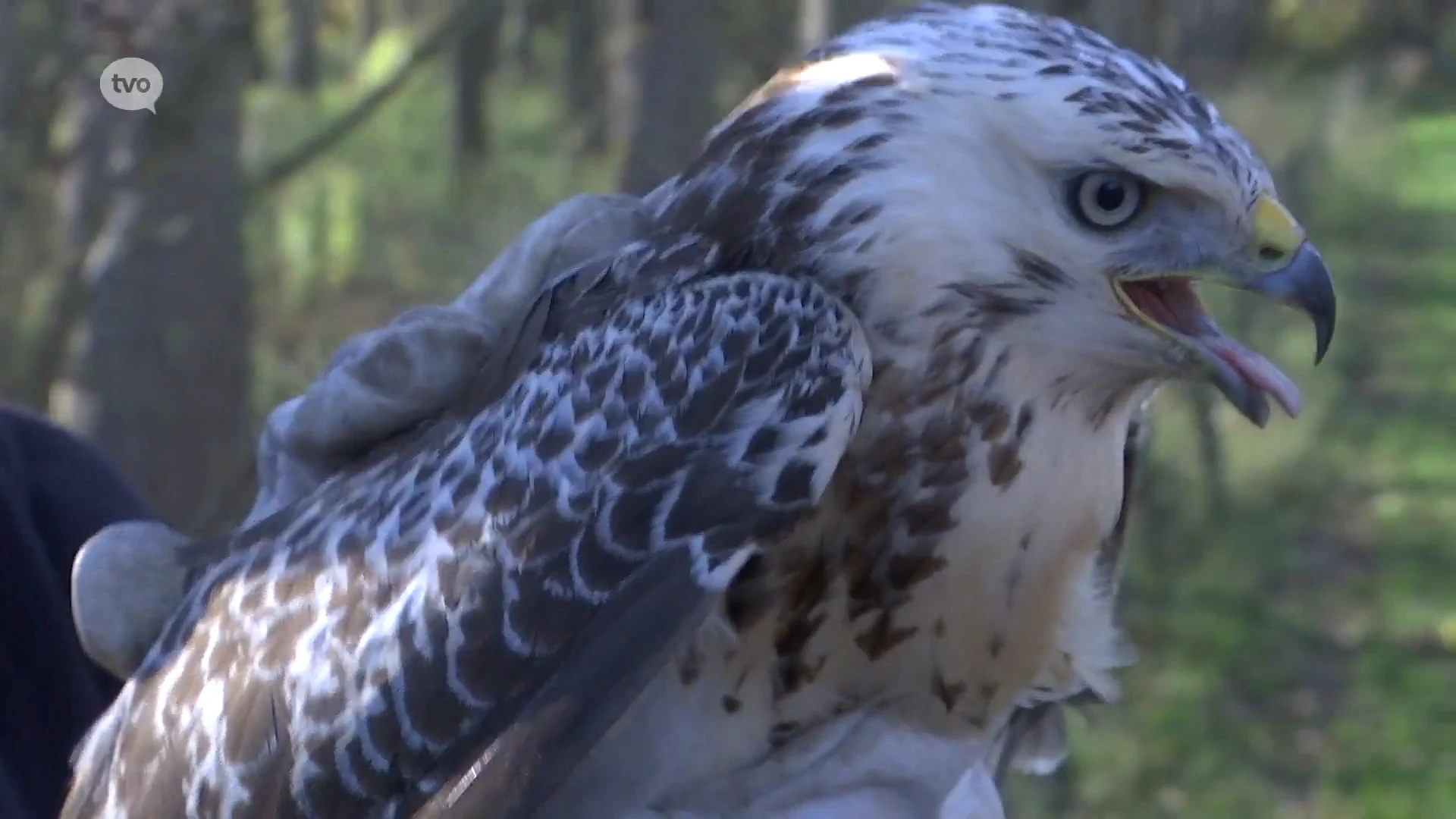 Agressieve buizerd valt joggers en fietsers aan: "Probeer de vogel te imponeren en maak veel lawaai"