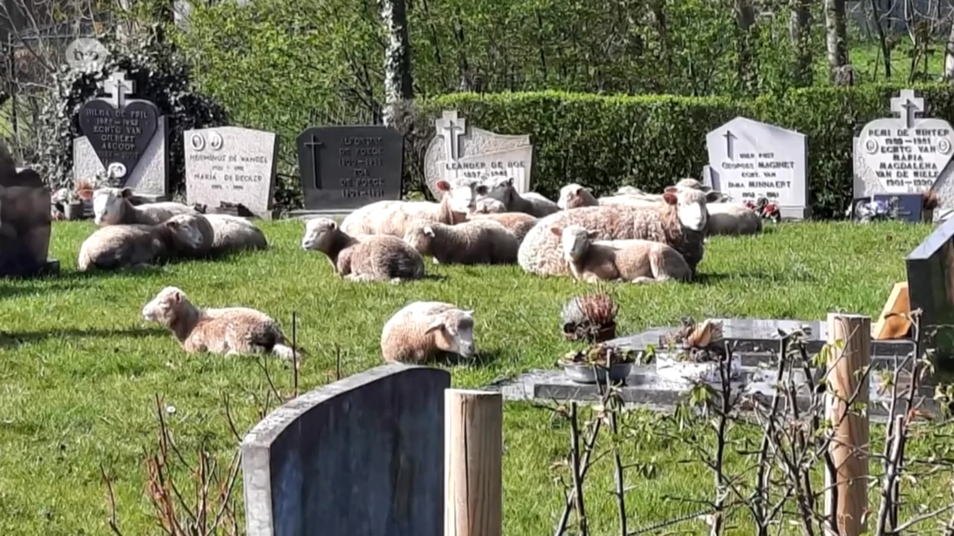 Sint-Lievens-Esse: schapen op vlucht voor koers, en rusten op kerkhof