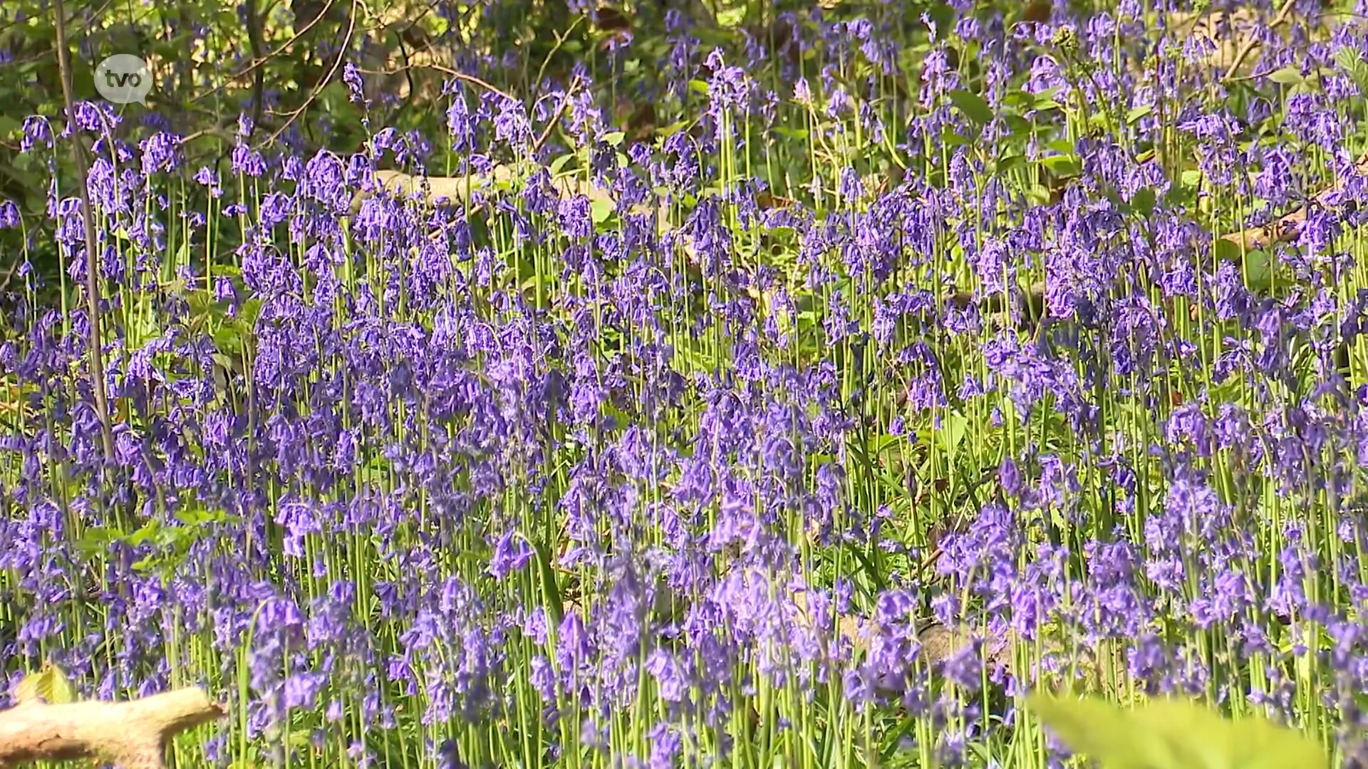 Boshyacinten kleuren Neigembos purper: "Nog beter dan het Hallerbos"