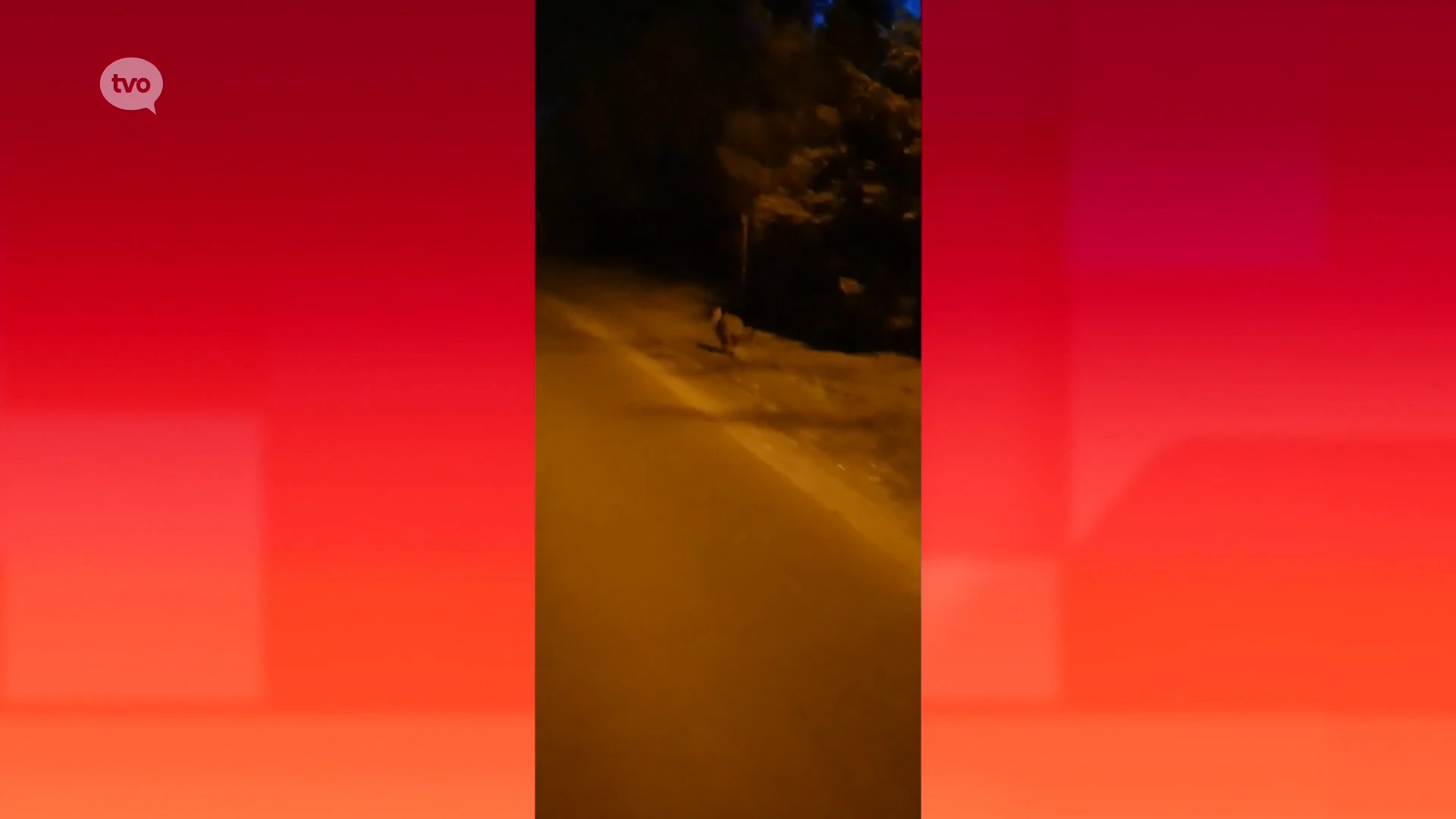 Ontsnapte wallaby doorkruist Vrasene