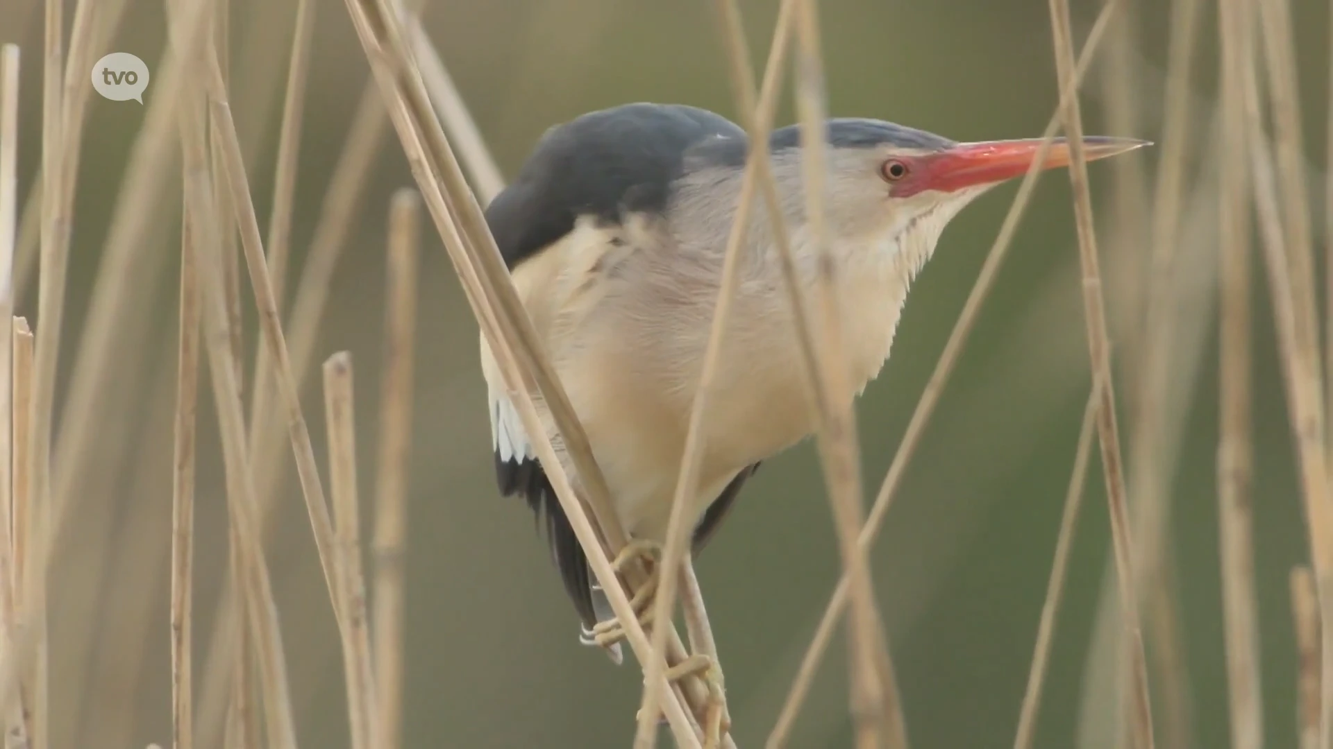 Zeldzame reiger maakt van Watermolentriatlon in Hamme een duatlon