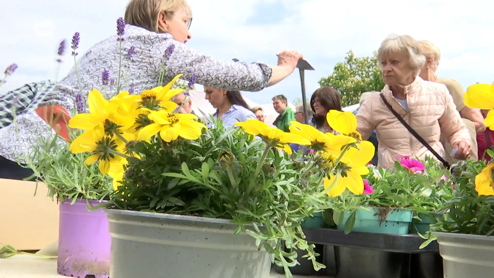 Mooi weer maakt mensen warm voor jaarlijkse Bloemenmarkt in Stekene