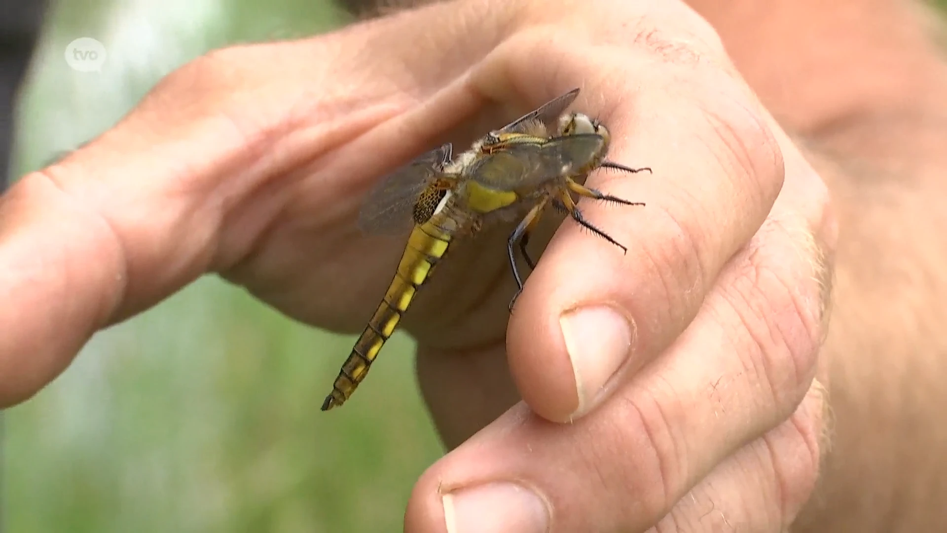 Libellen vinden thuis in recent aangelegd wachtbekken Heistergem bij Buggenhout