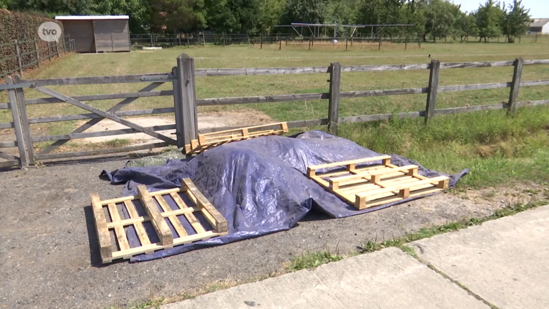 Pony's overleven uitbraak uit weide niet na aanrijding in Massemen