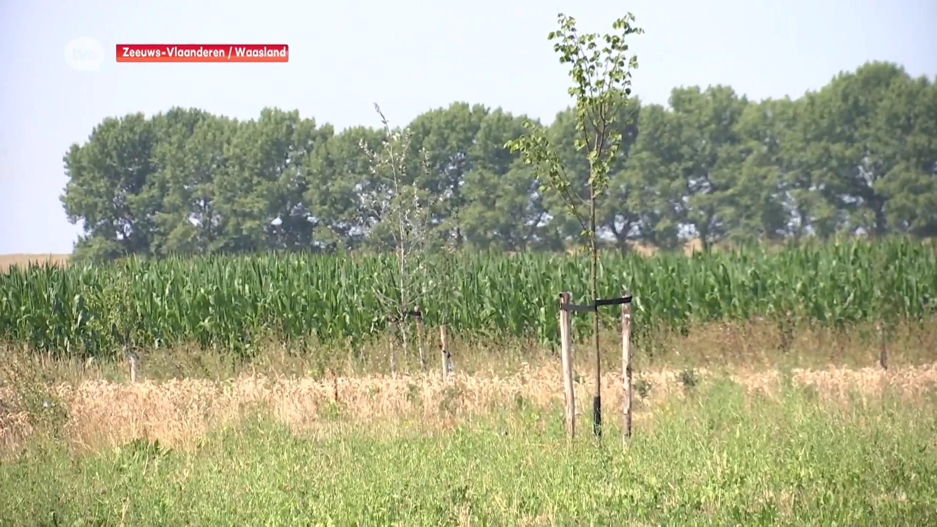 Wase boeren laten steeds meer hun oog vallen op Zeeuws-Vlaamse percelen, en daar zijn onze noorderburen niet zo blij om