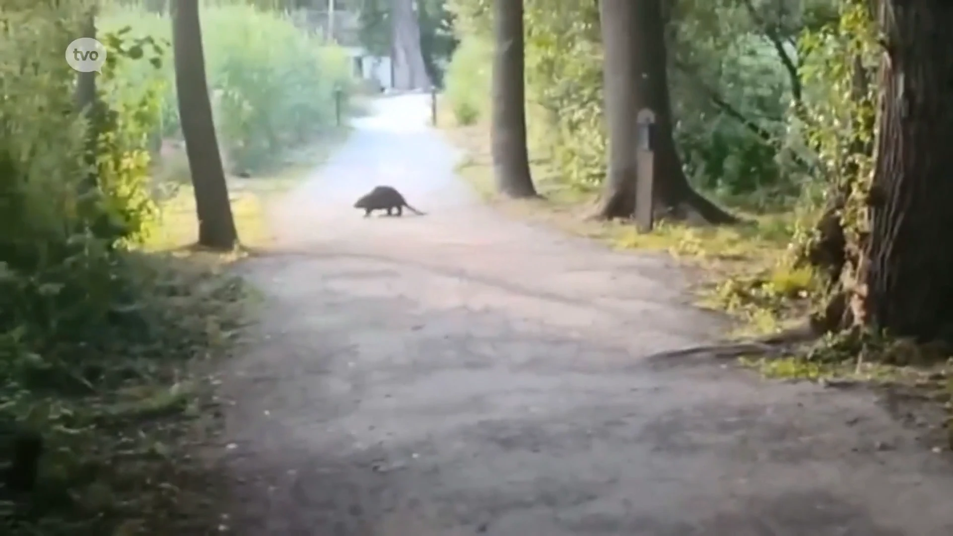 Uitzonderlijk: bever laat zich filmen aan Donkmeer in Overmere