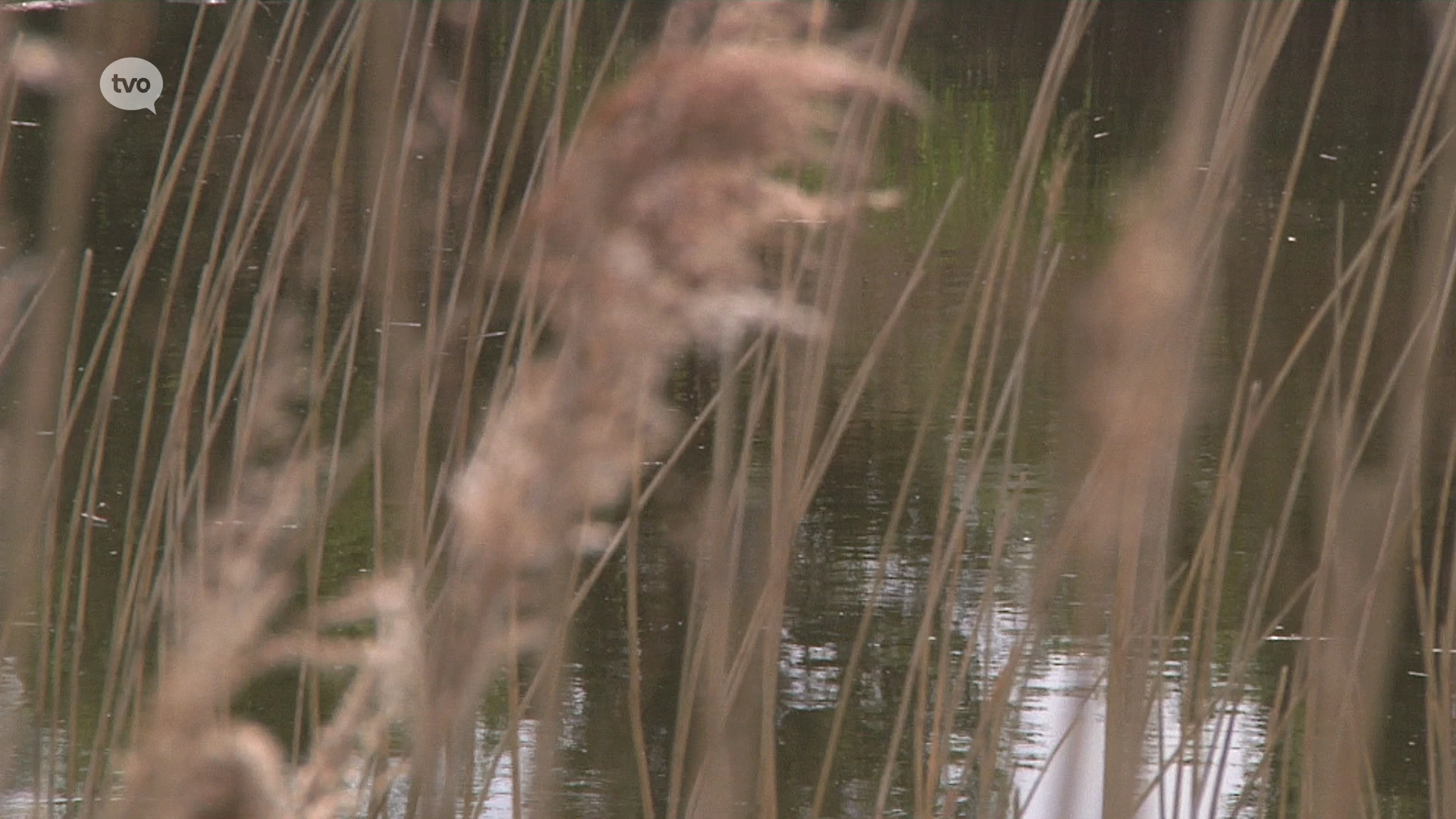 Vlaamse Waterweg zoekt oplossing om knijten weg te werken