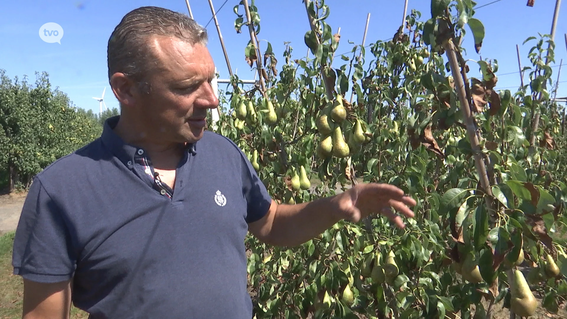 Bomen gaan in droogtestress, fruittelers moeten vroeger oogsten