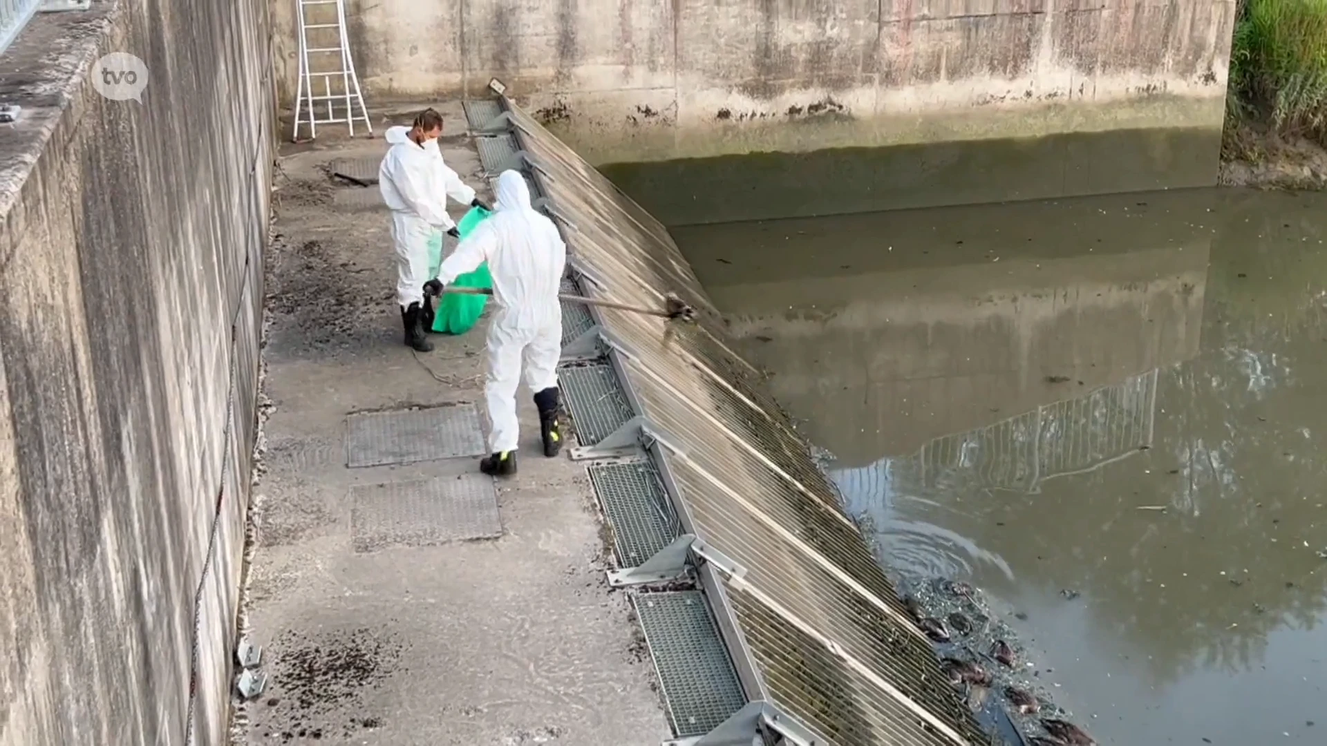 Wichelen en Vlaamse Waterweg nemen maatregelen om eenden in Bergenmeersen te redden