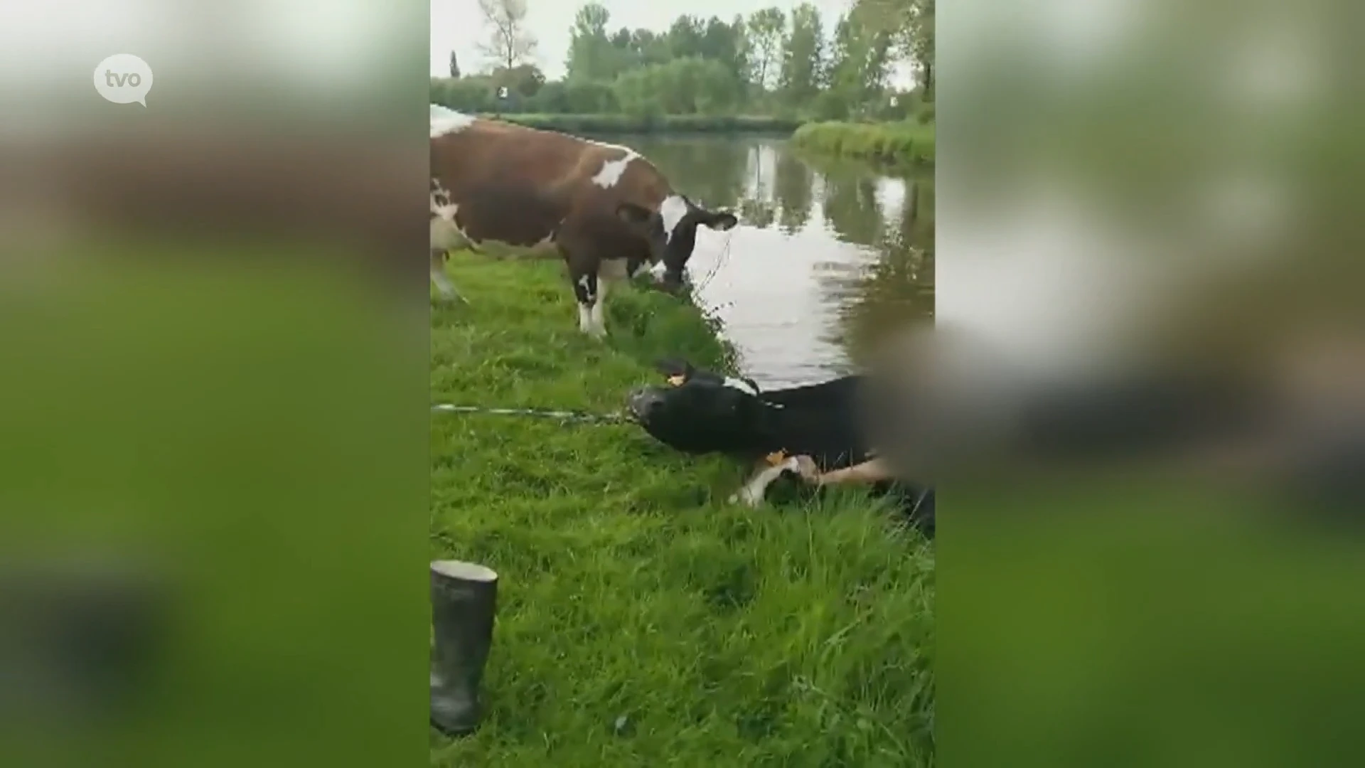 Animal Rights en GAIA in beroep tegen boeren van Appelterre: "We zitten niet meer in de middeleeuwen"