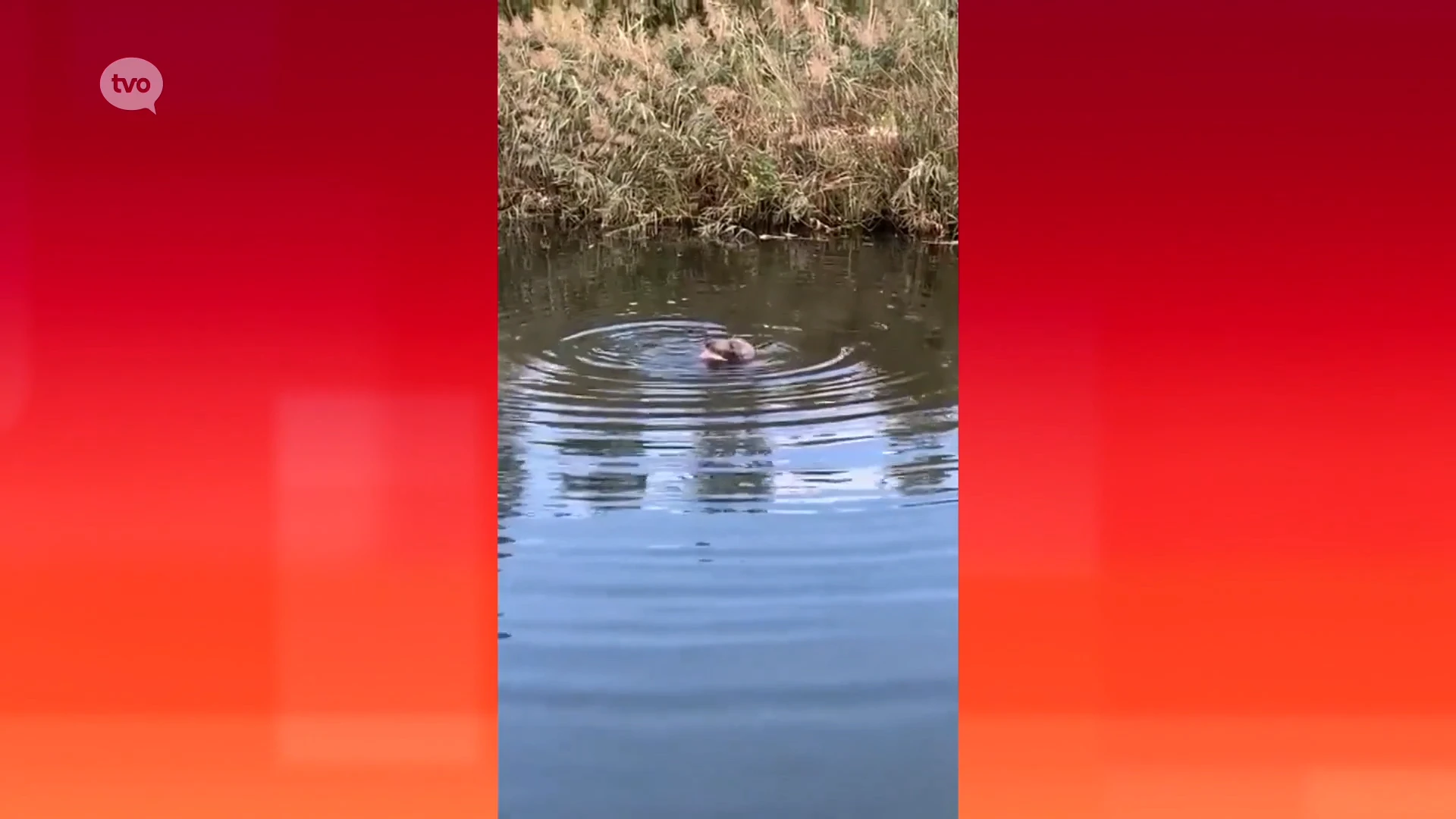 Zeehond heeft het prima naar zijn zin in onze streek: "Vis genoeg, dus hij zal nog even blijven"